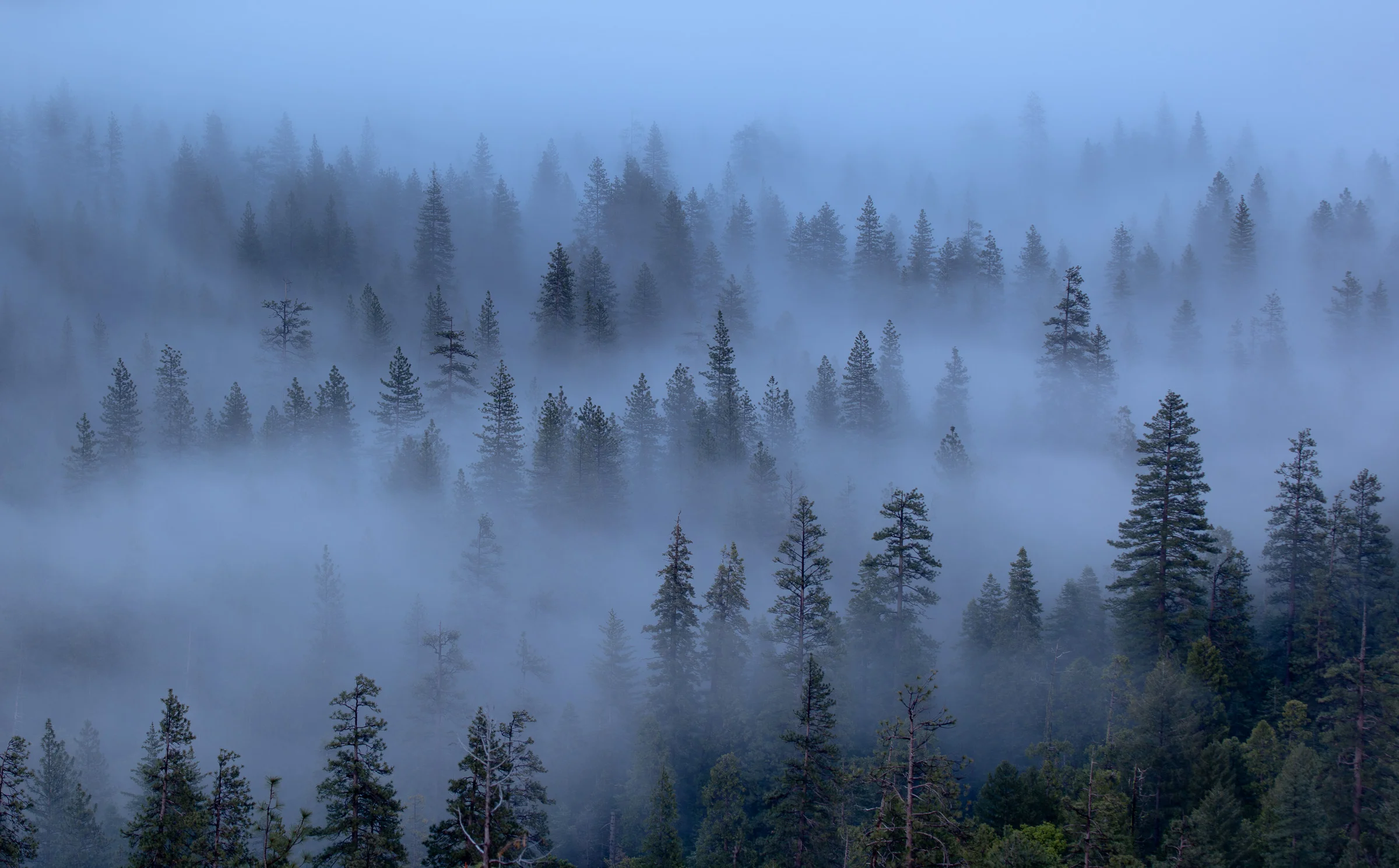 Valley Fog - Yosemite National Park