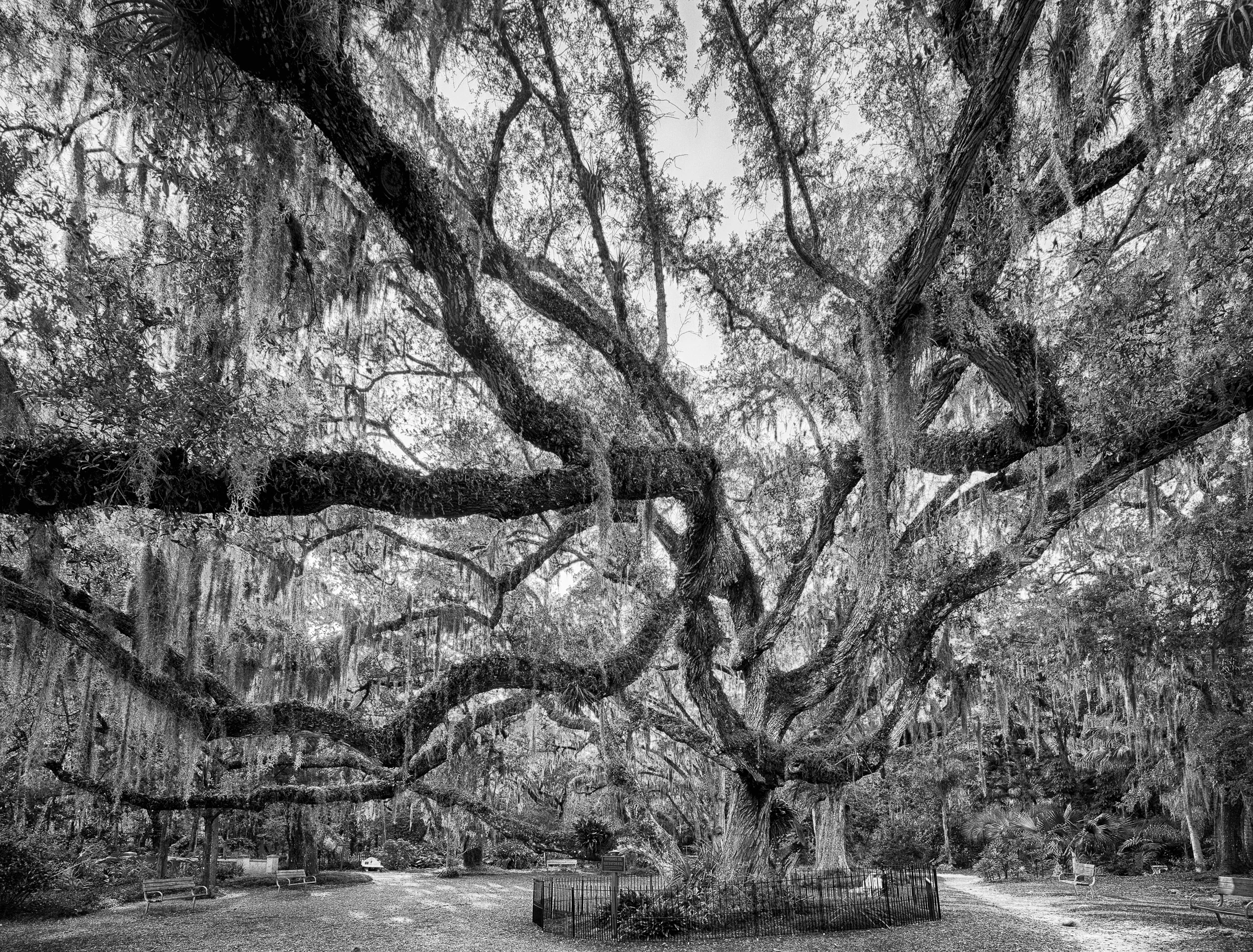 Confederate Oak Tree - Port Orange - Florida