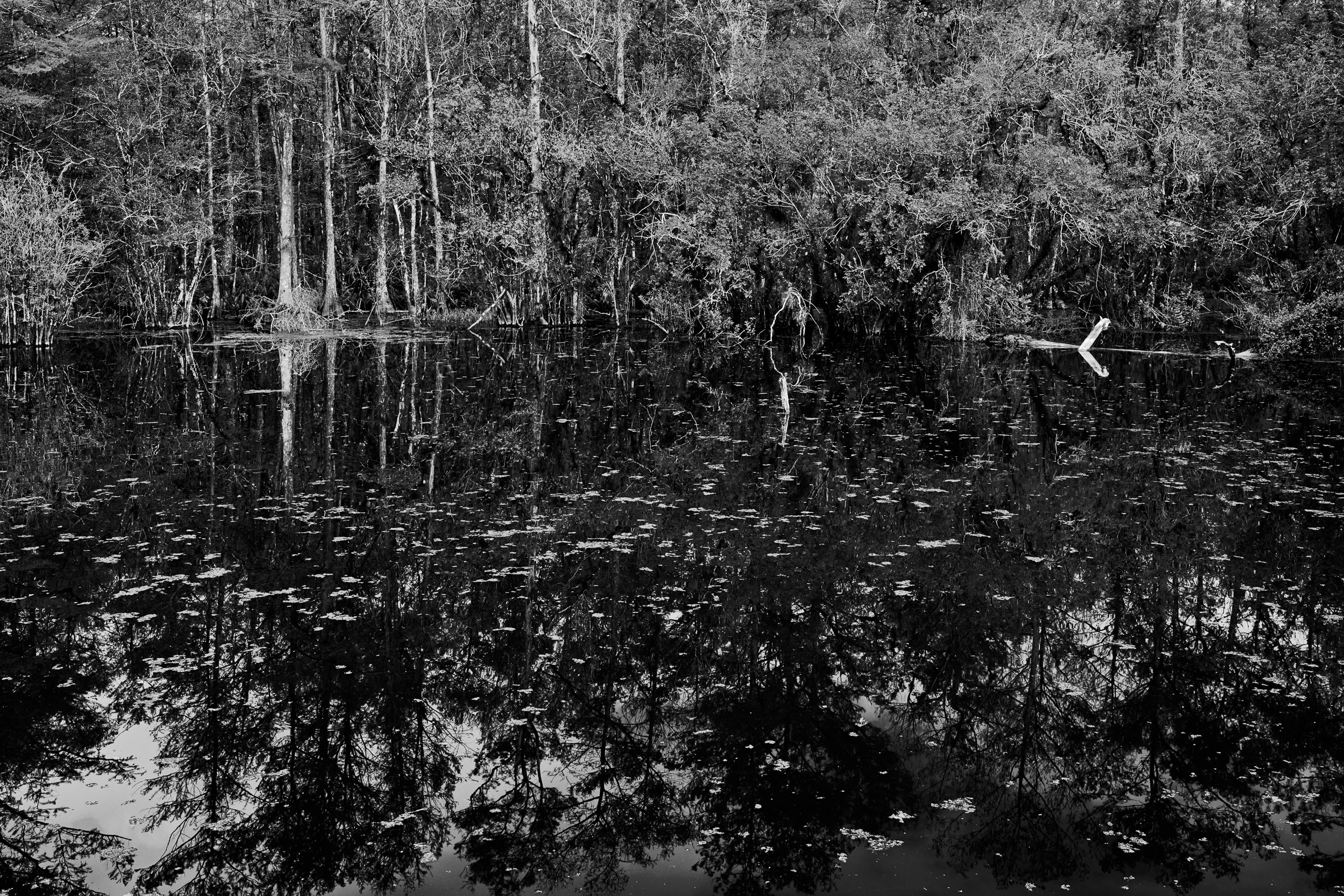 Six Mile Cypress Slough Preserve