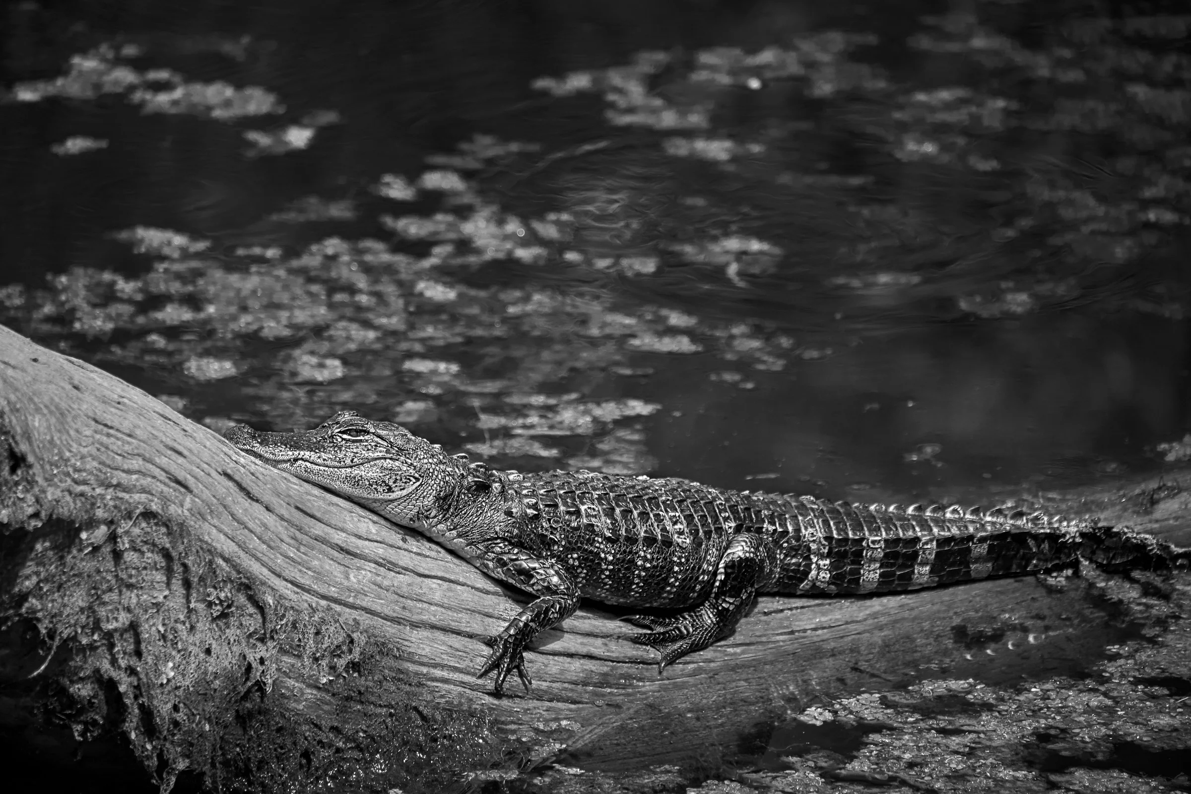 Six Mile Cypress Slough Preserve