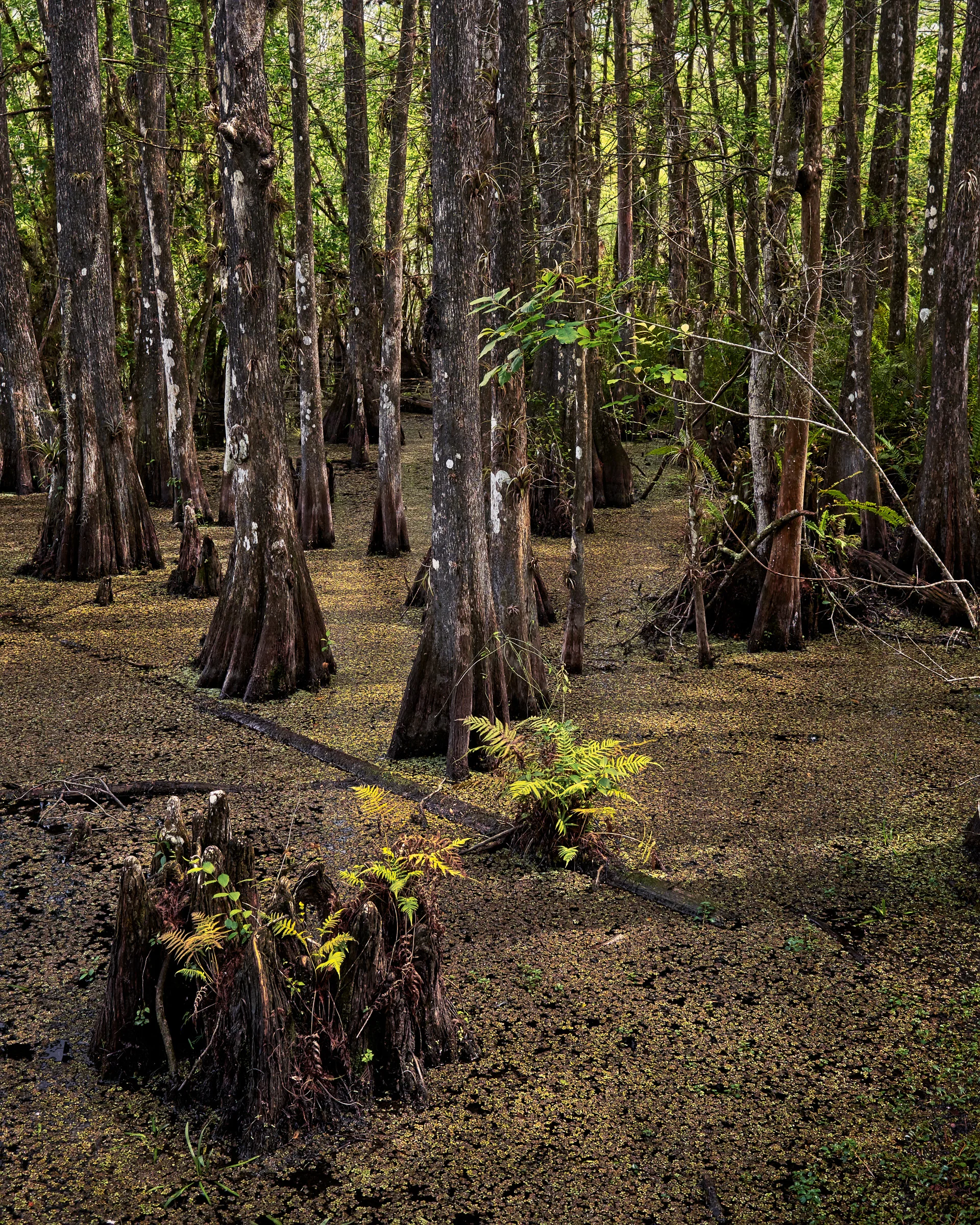 Six Mile Cypress Slough Preserve