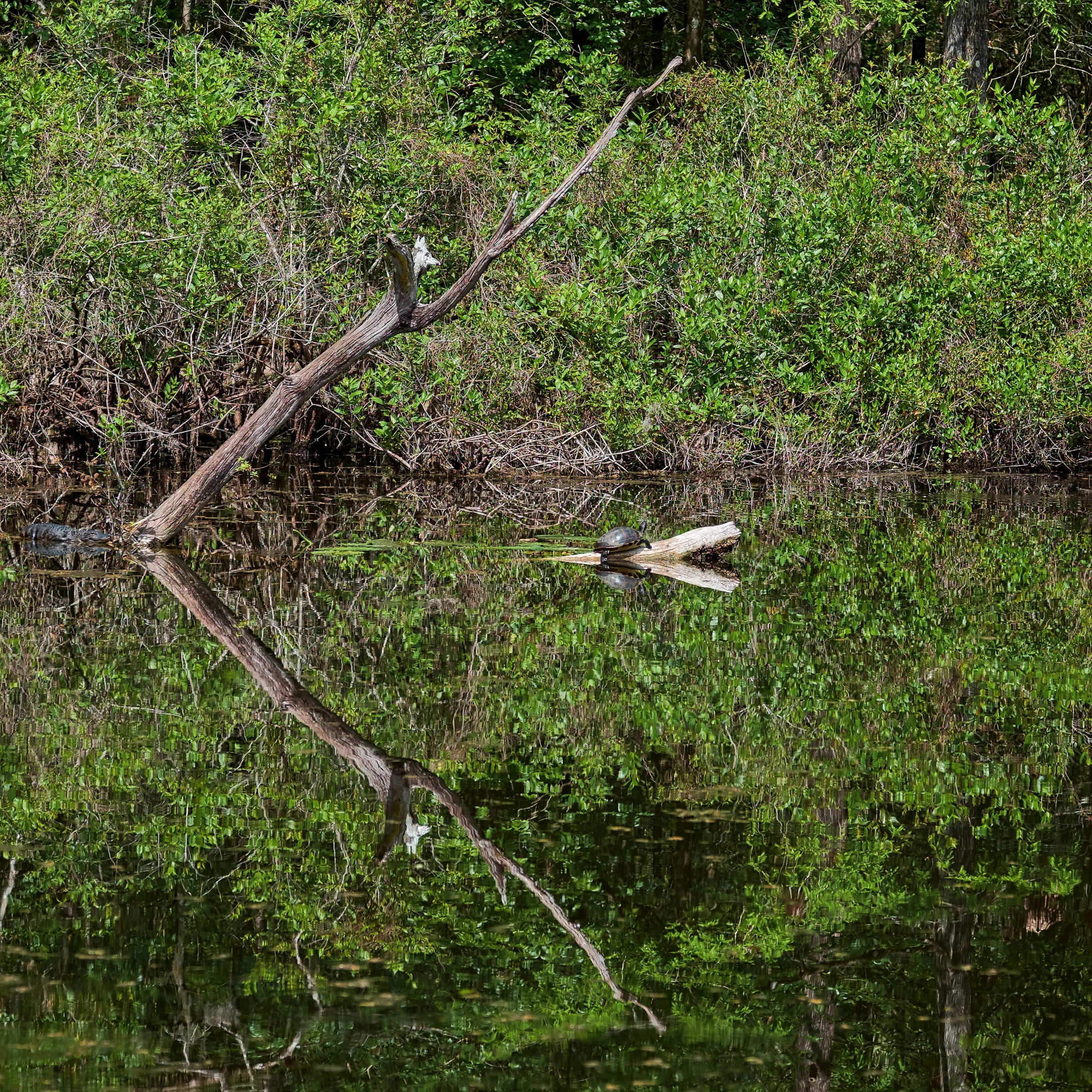 Six Mile Cypress Slough Preserve