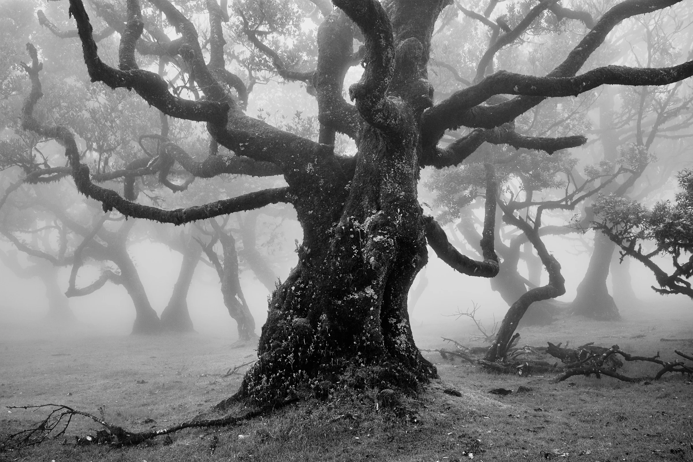 Laurel Trees - Fanal - Madeira