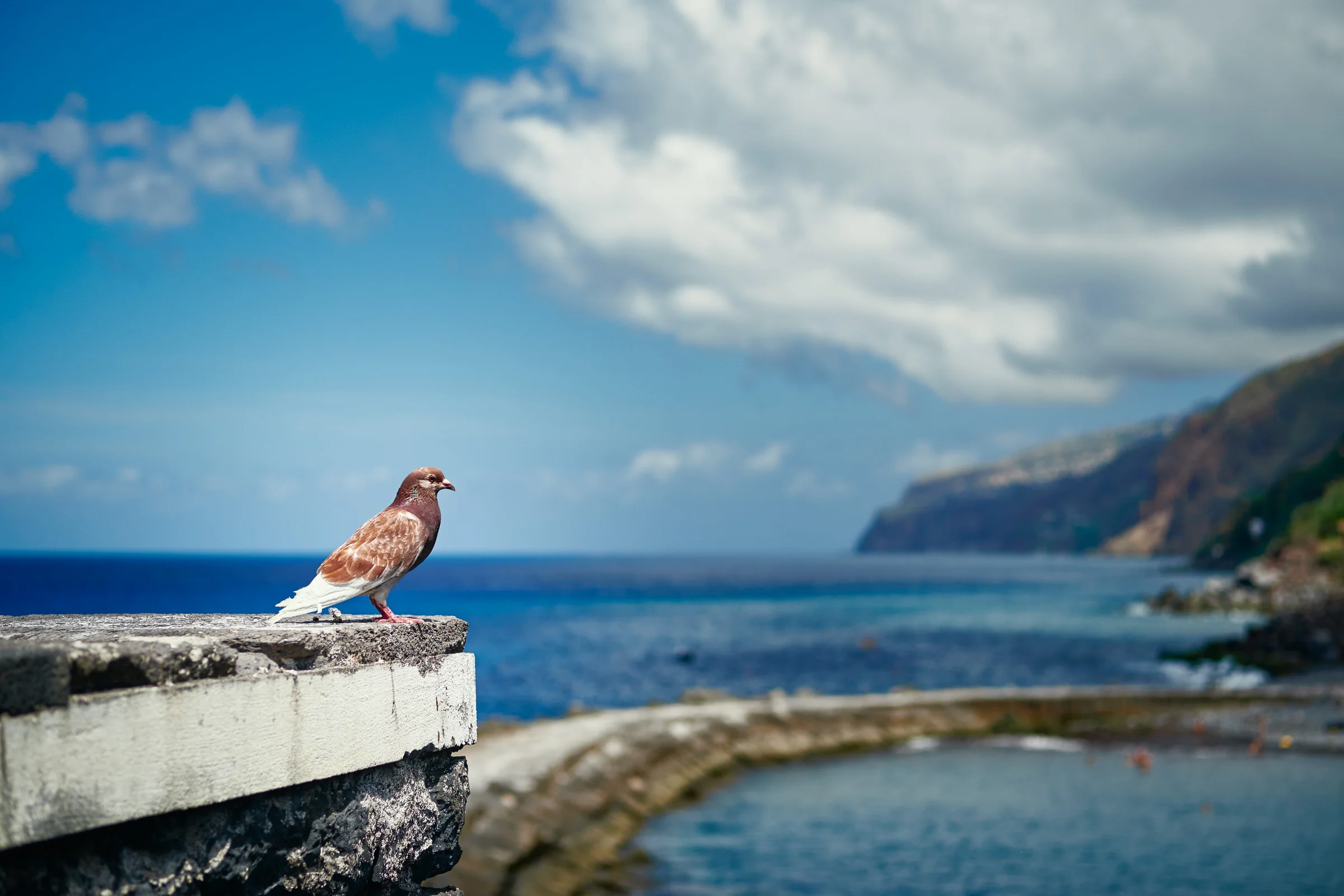 Pigeon - Madeira