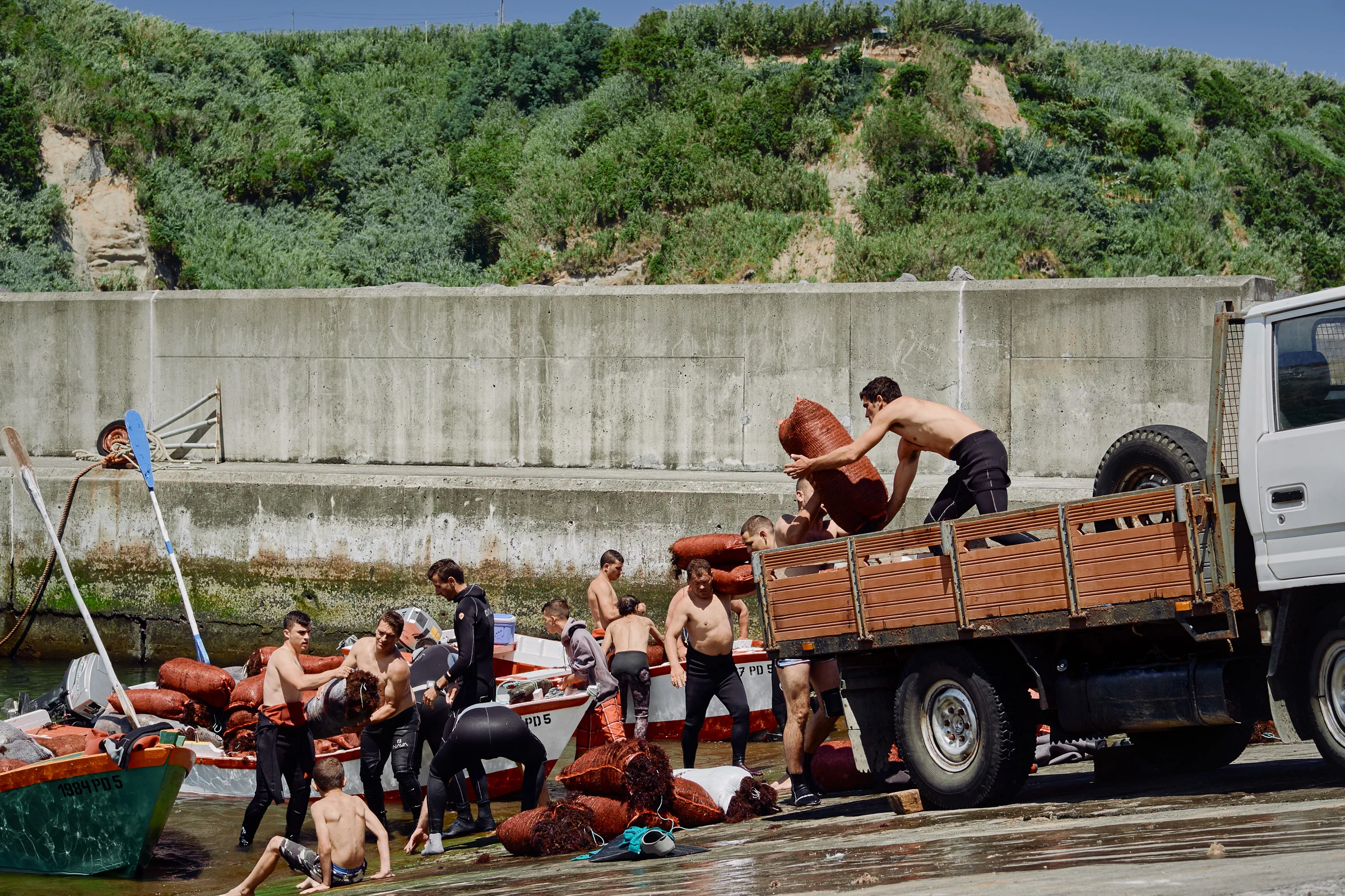 Loading the Seaweed onto Trucks - Porto Formoso - Sao Miguel
