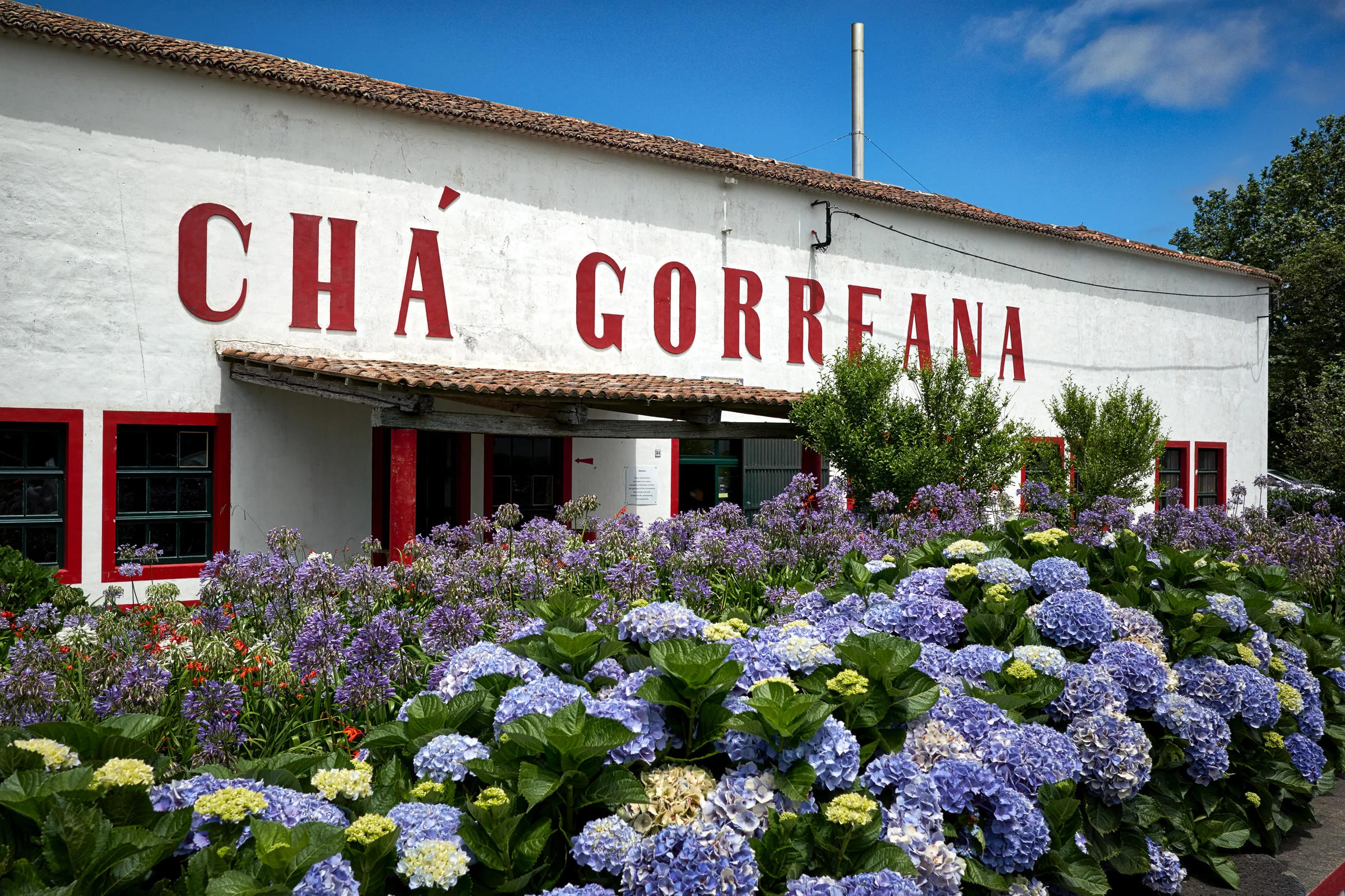 Cha Gorreana Tea Plantation - Sao Miguel