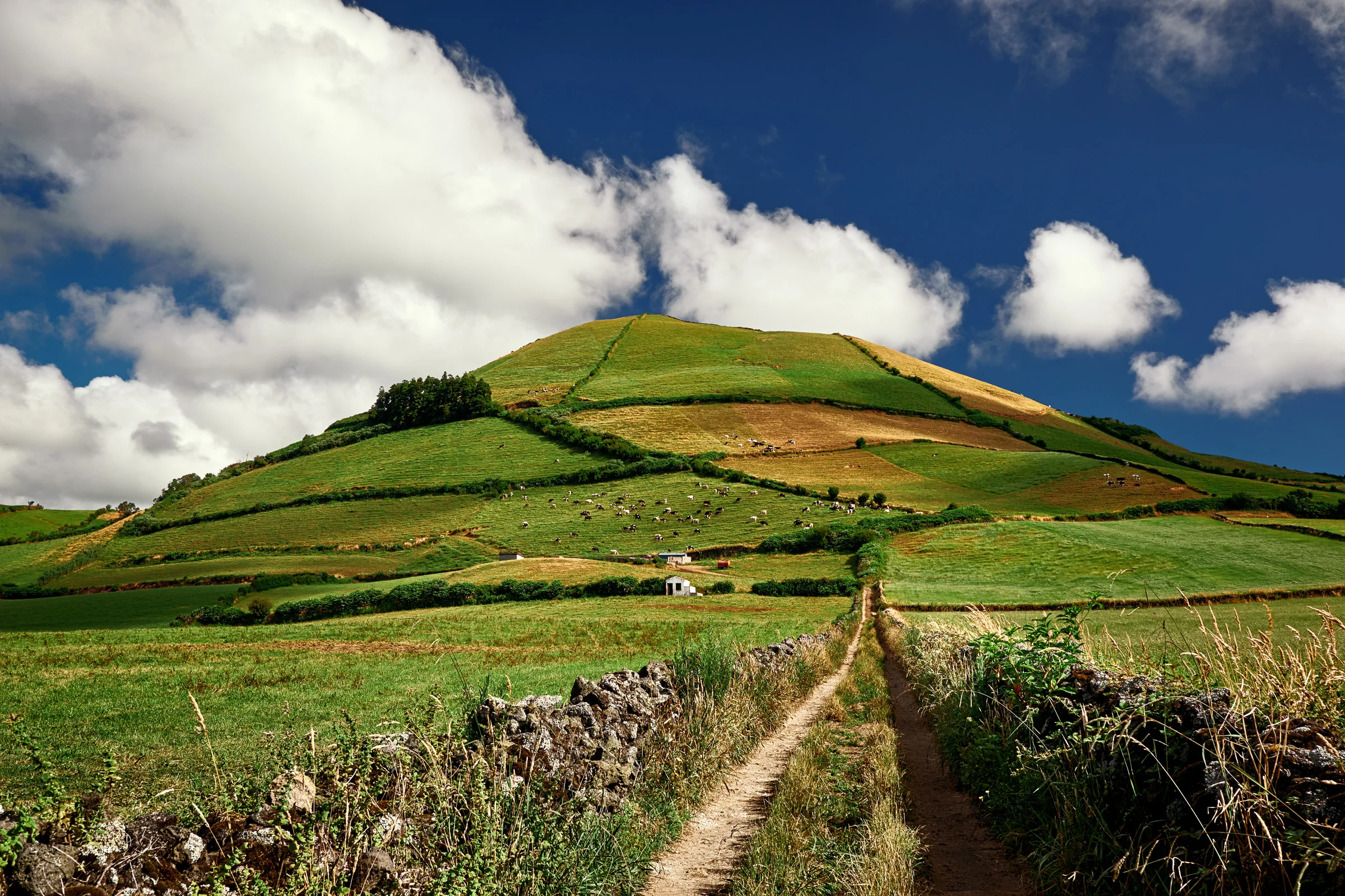 Farm Field - Sao Miguel