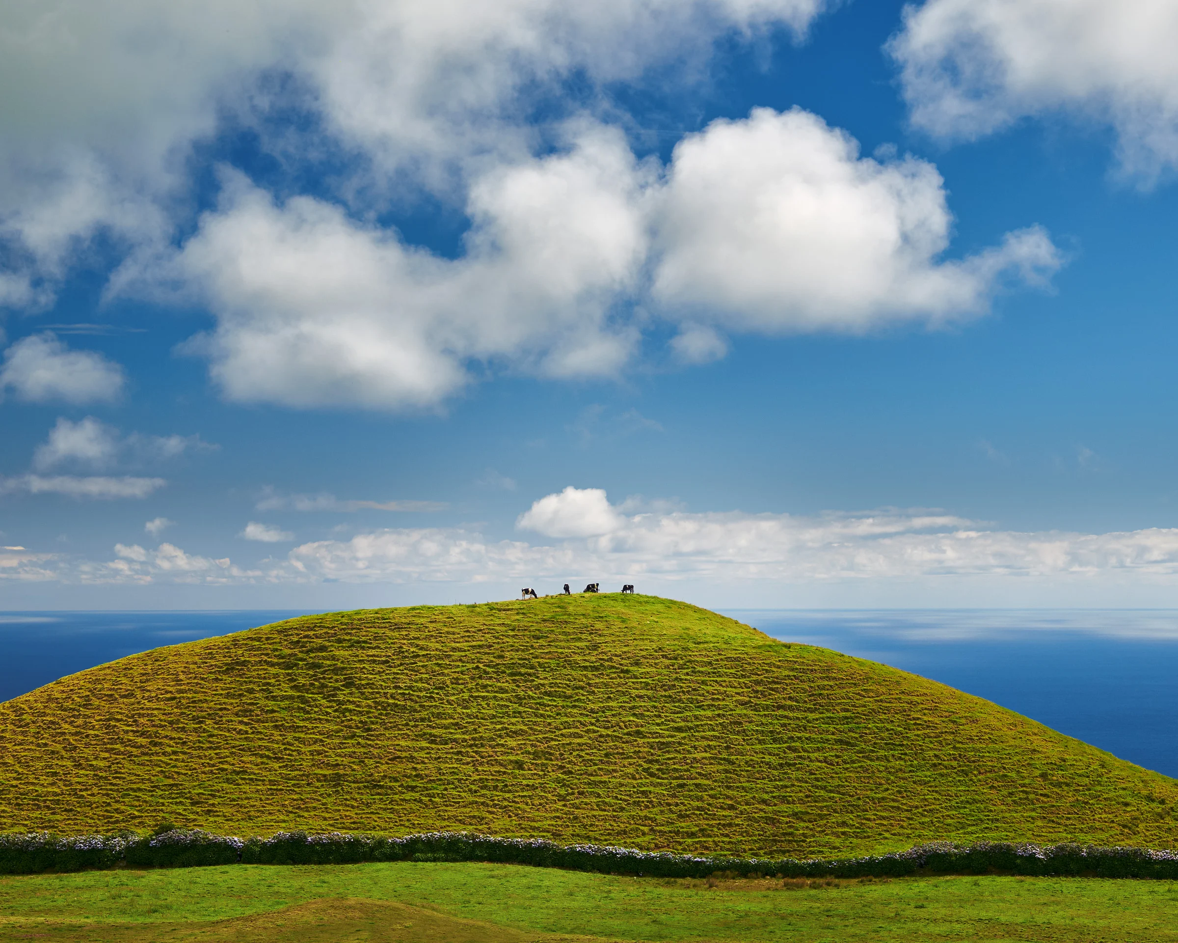 Four Cows on a Hill - Sao Miguel