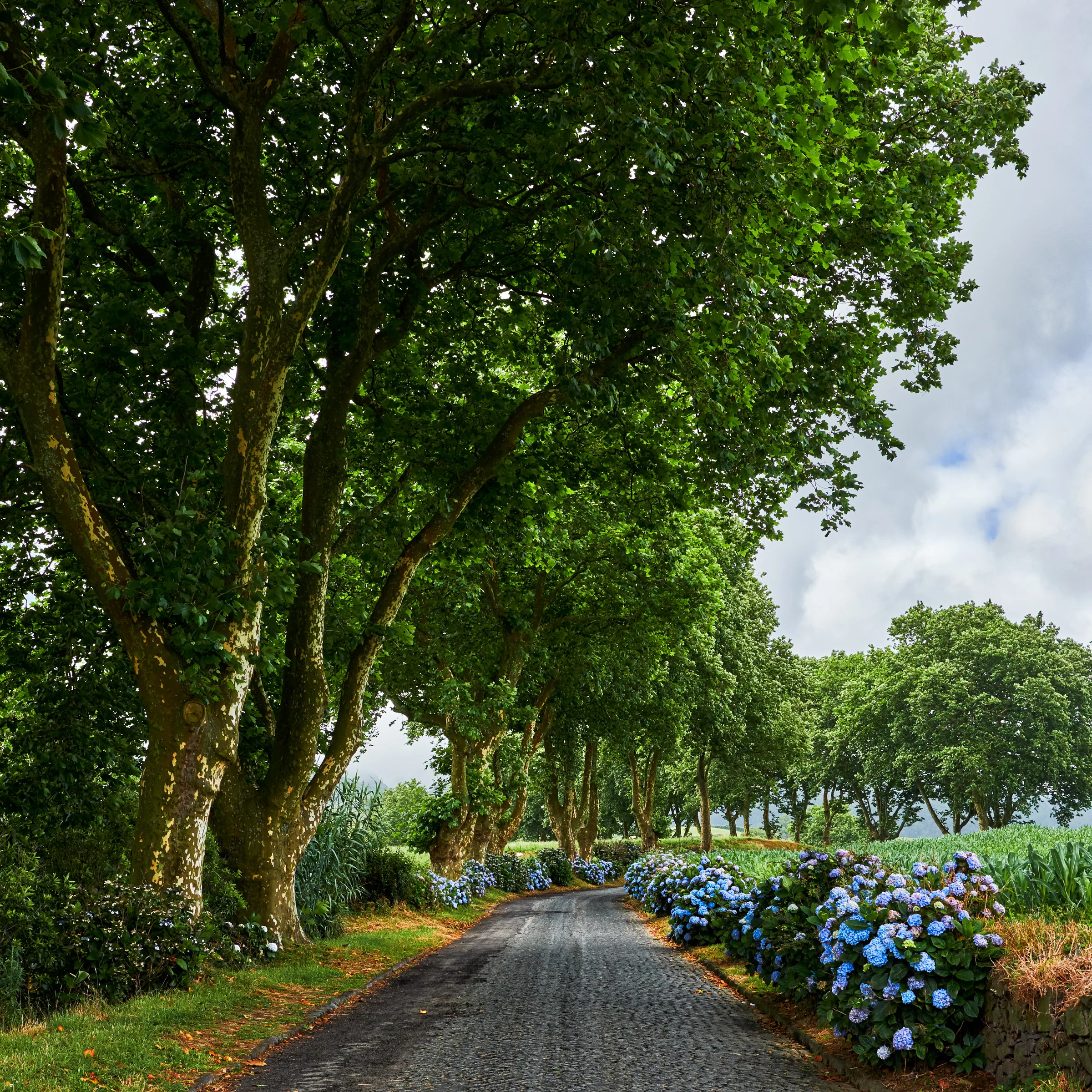 Backroad - Sao Miguel