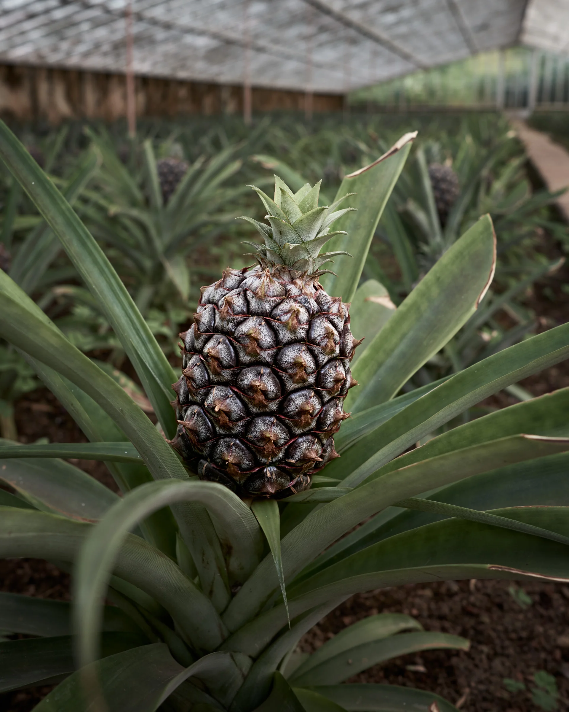 Arruda Pineapple Plantation, St. Michael, the Azores