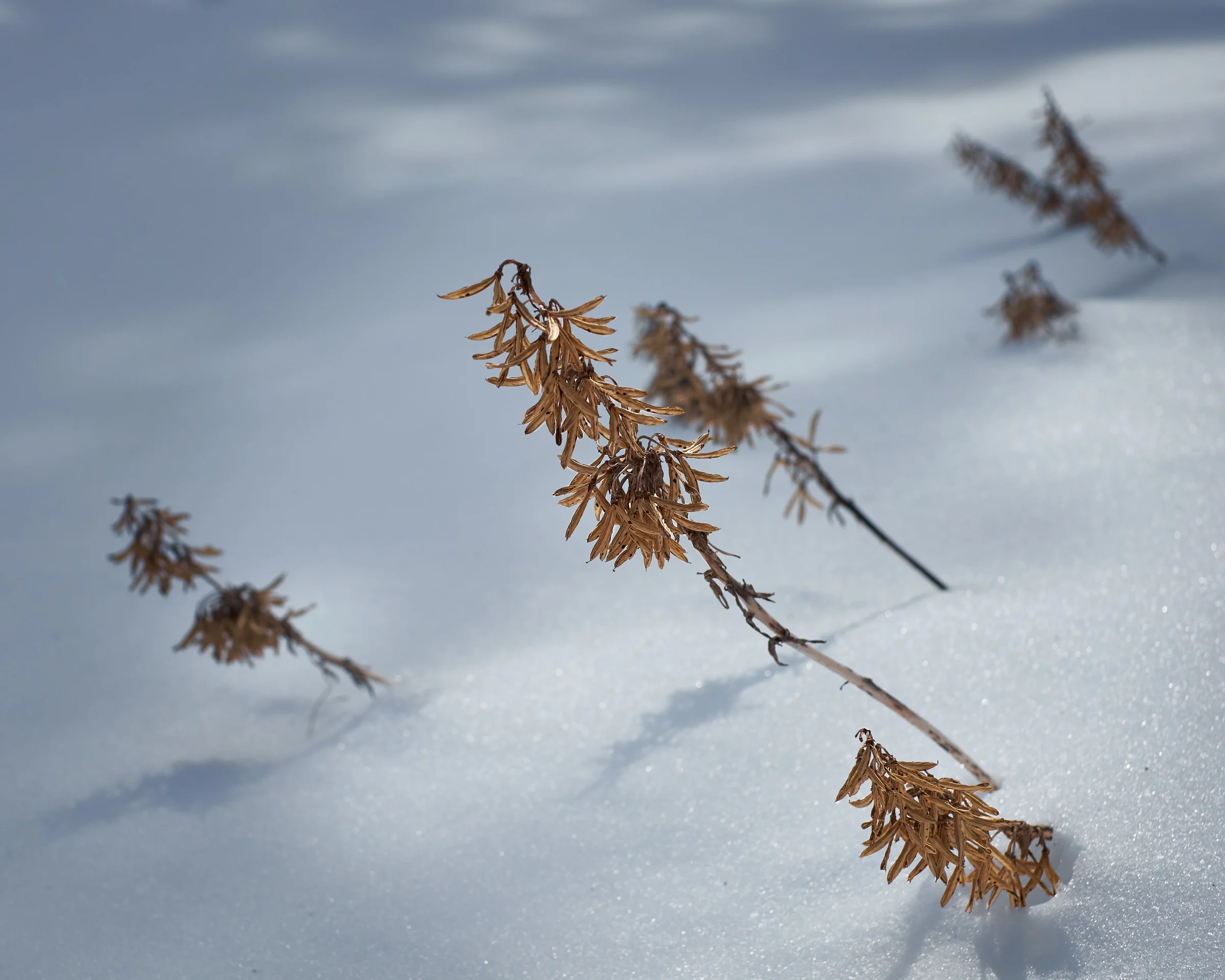 20150221_123629_X-E2_00363.jpg