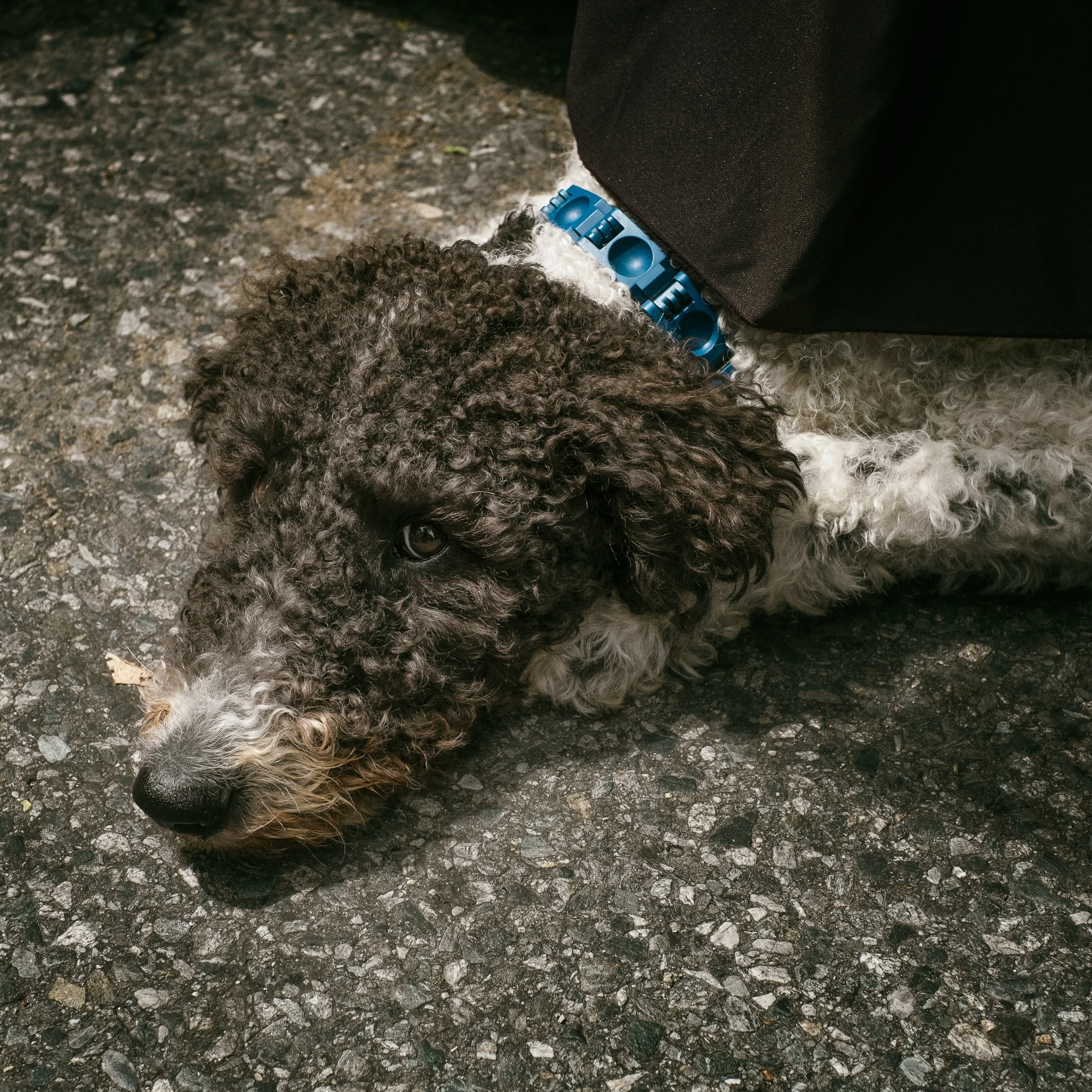 20140525_113109_X-E2_12352_psharp_.jpg