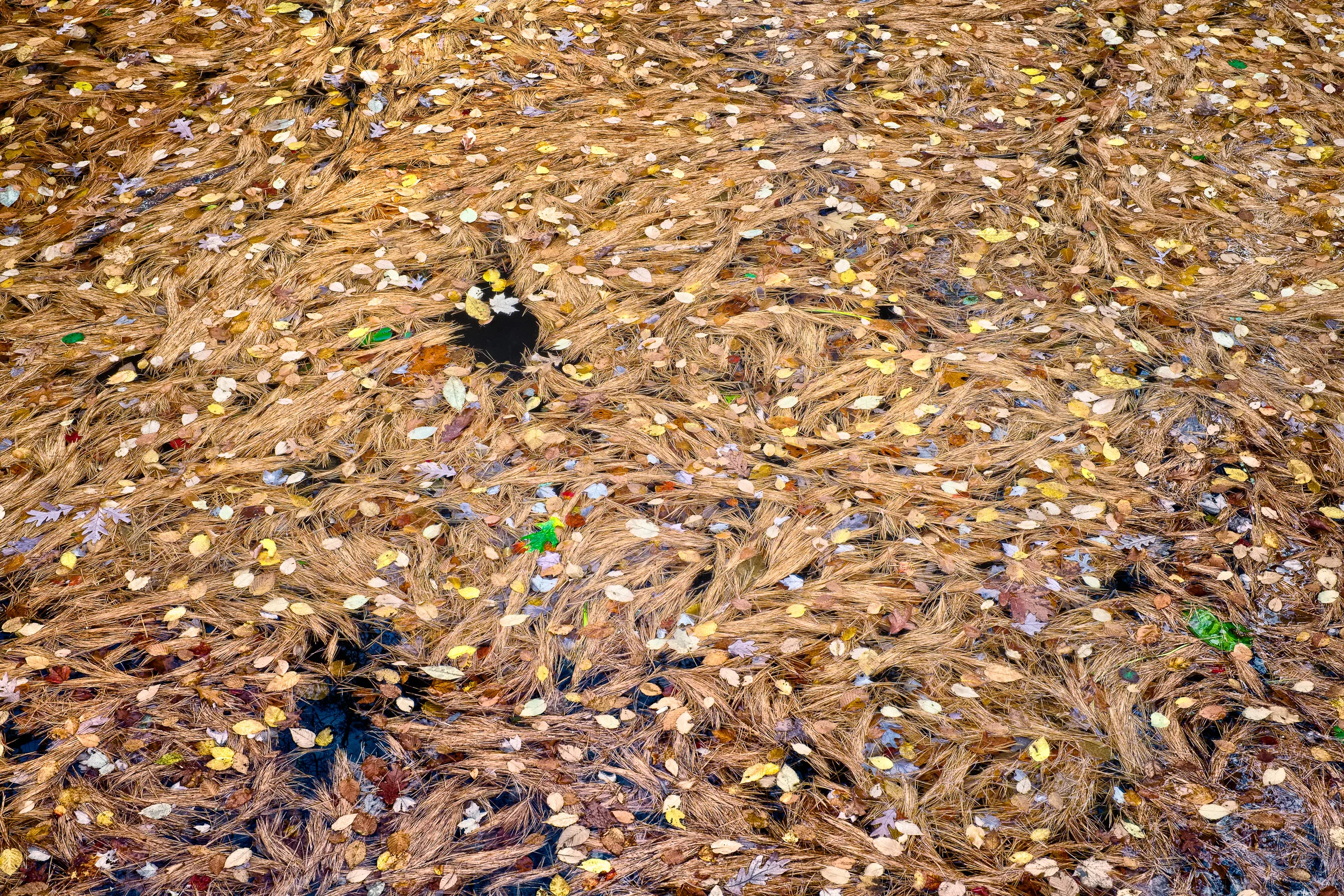 20141018_143636_X-E2_13656_ID.jpg