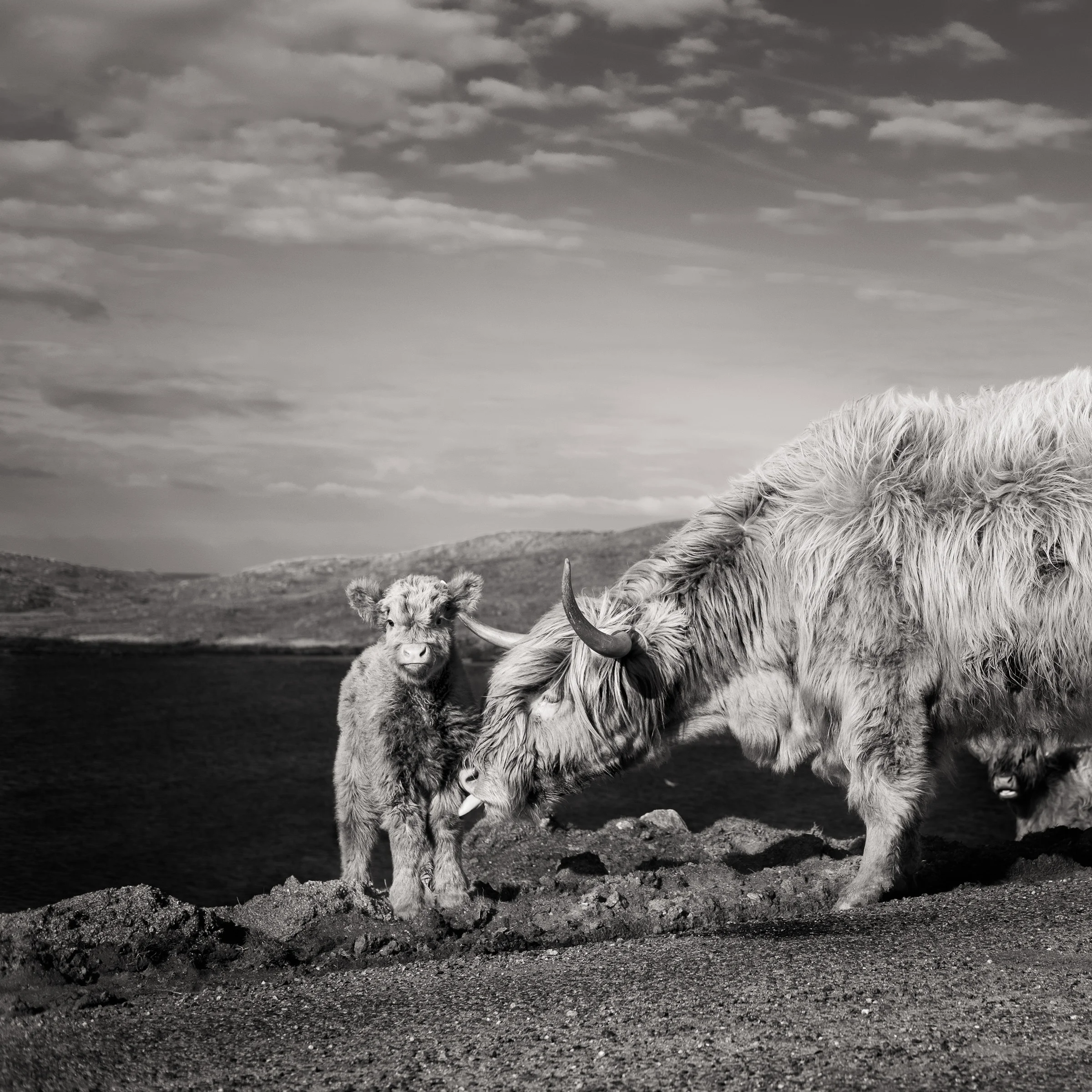 Highland Cows - Isle of Lewis and Harris, Scotland