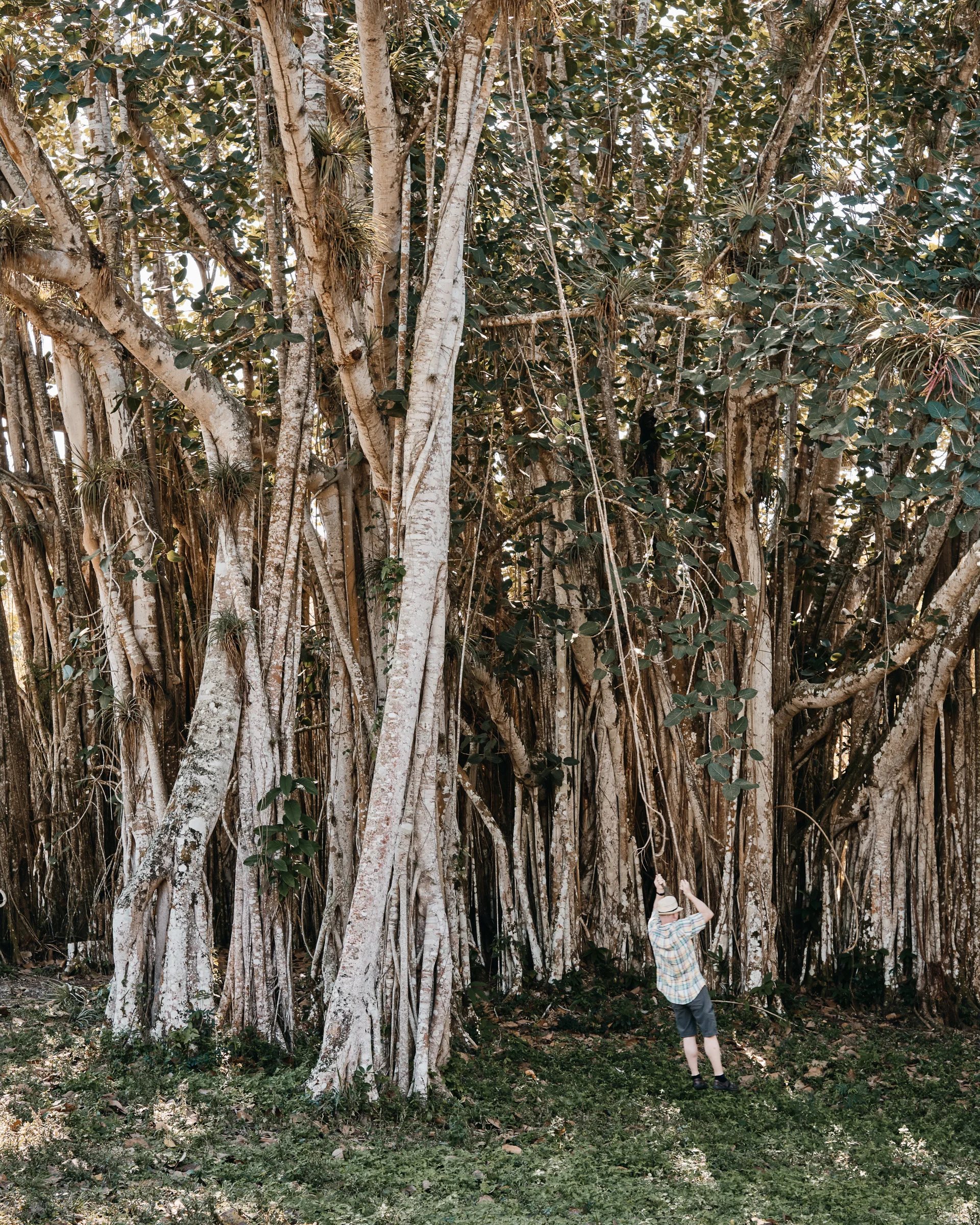 Banyan Tree - Botanical Garden - Cienfuegos