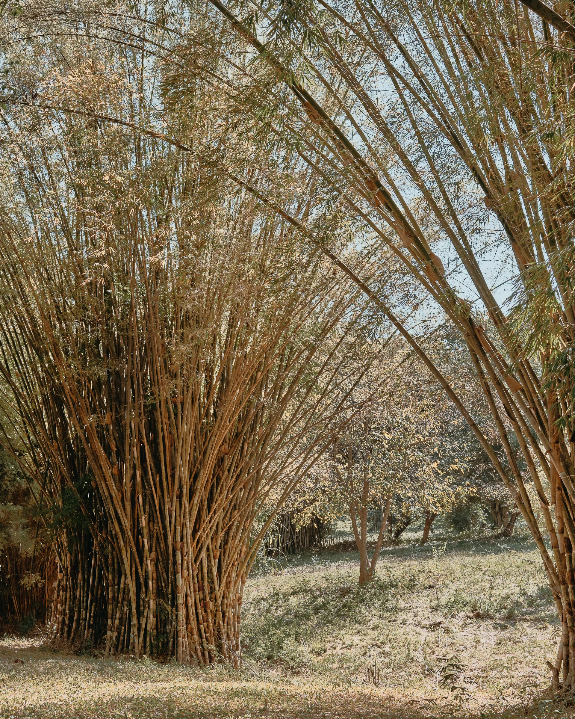 Bamboo - Botanical Garden - Cienfuegos