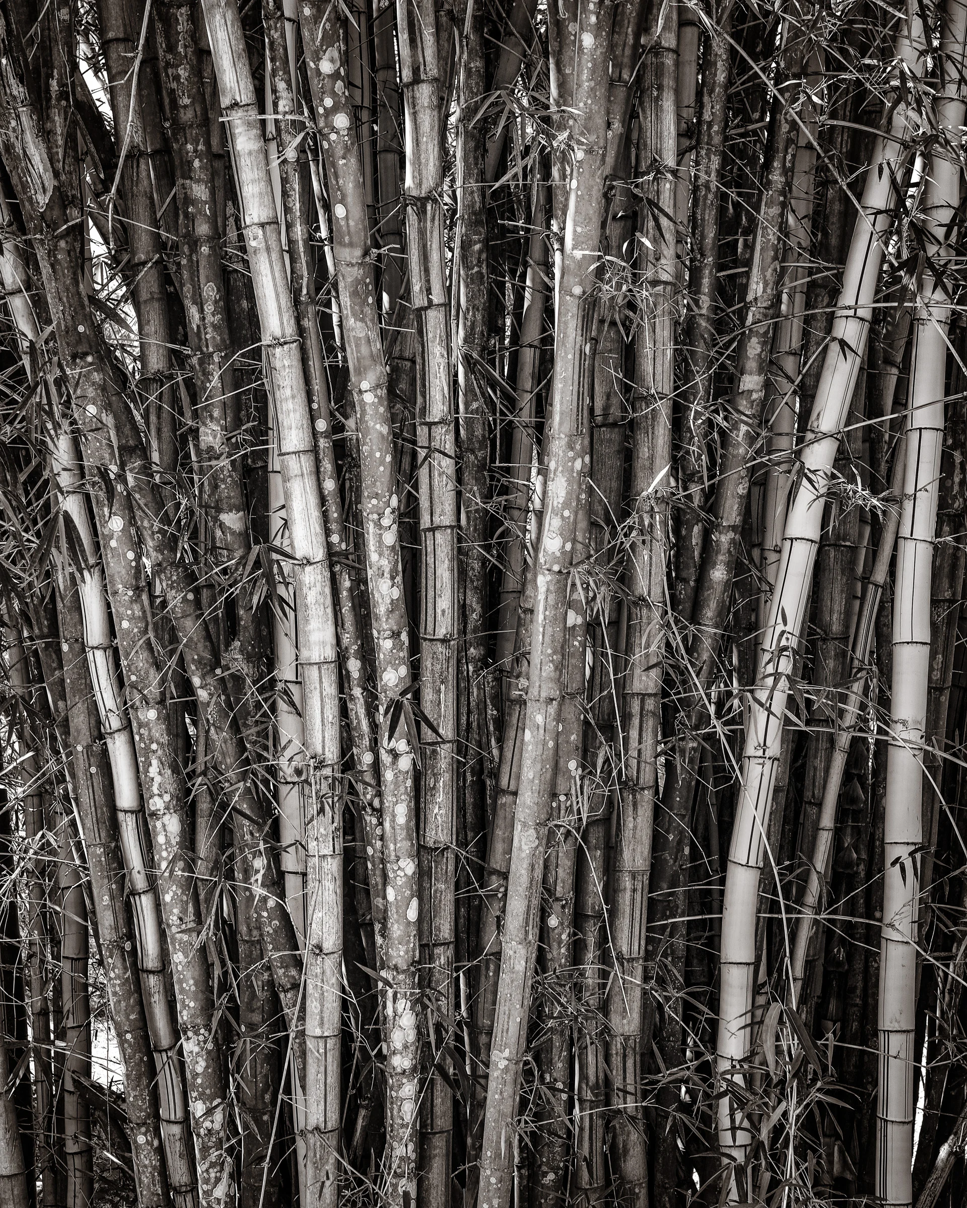 Bamboo - Botanical Garden - Cienfuegos