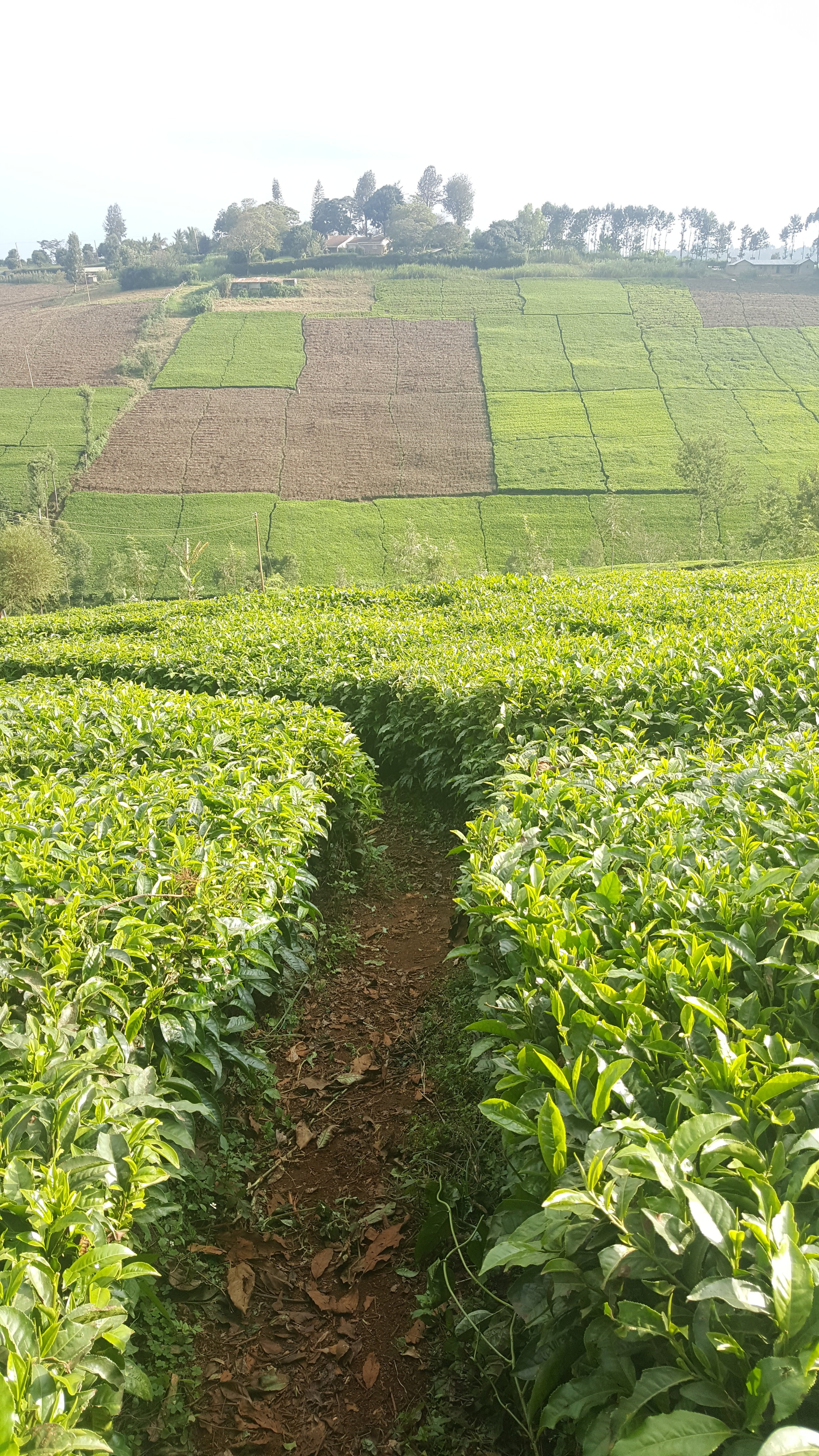 Tea farms on Ndakaini's hillsides