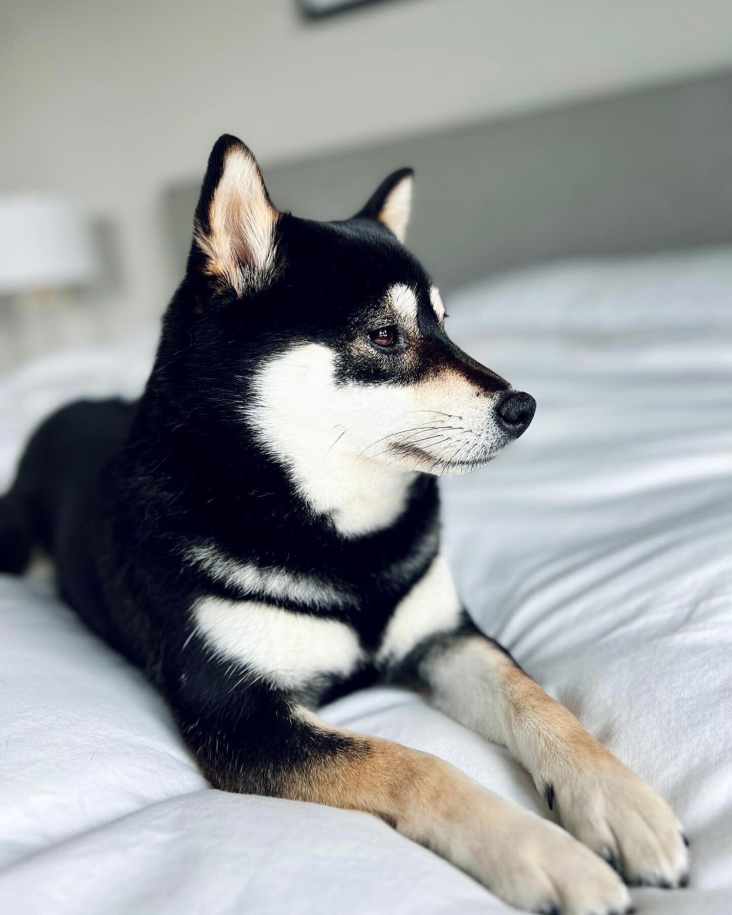 Luna on the bed #shiba