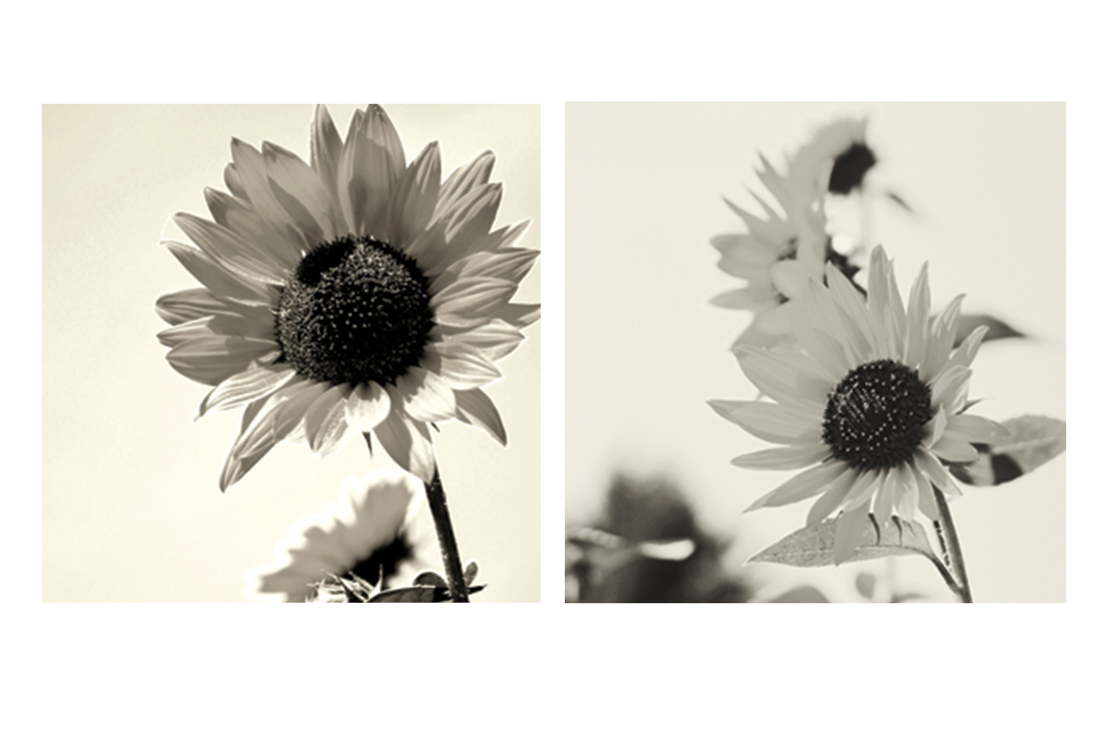 Flower Squares