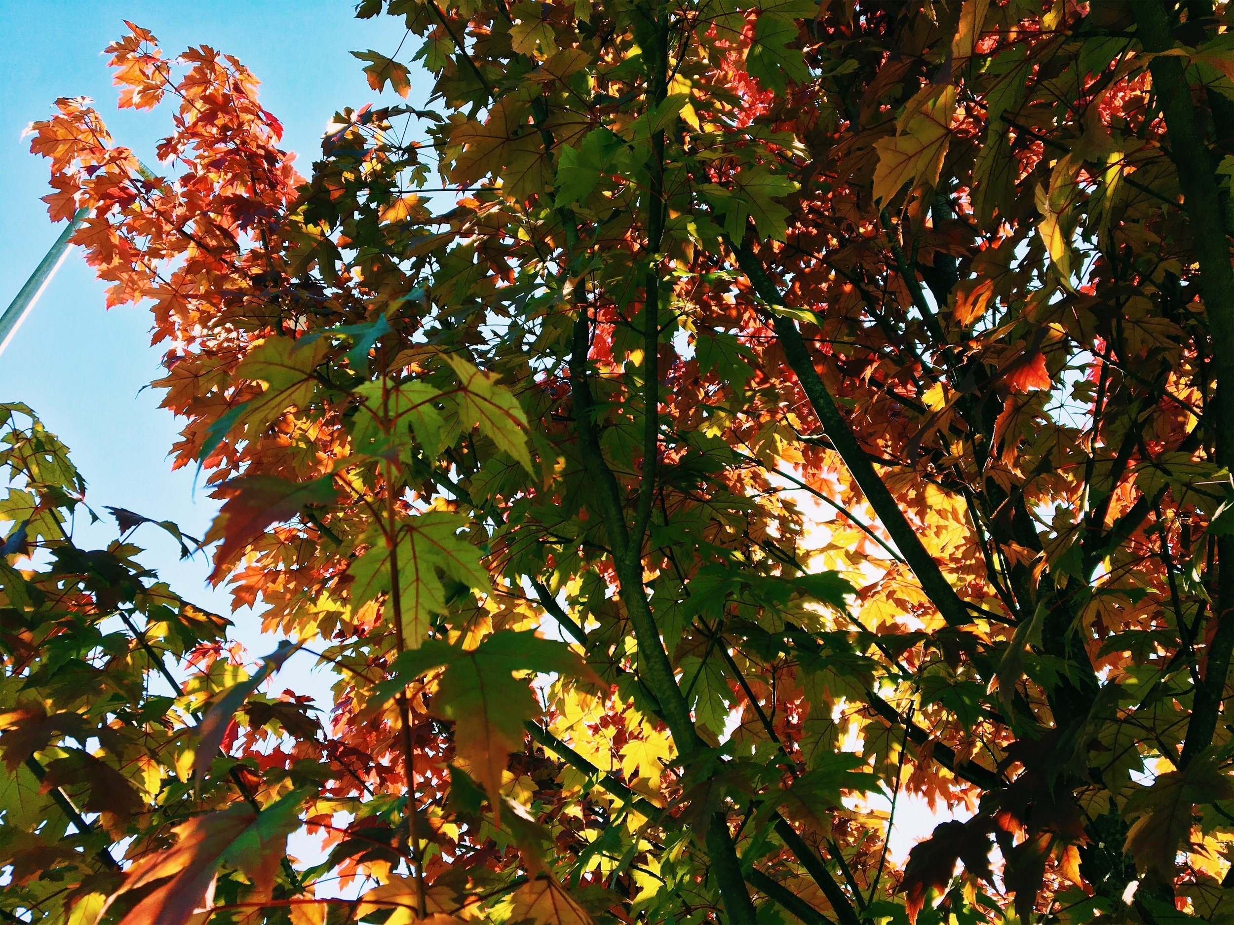 JPEG image-547C0BBC8B2D-17.jpeg