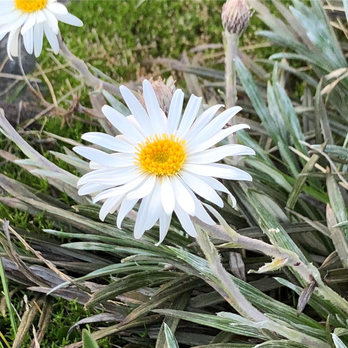 Despite there being so many wonderful kinds of fancy, exotic flowers in this world, yellow/white daisies have and will always be my absolute favourite. I guess they just cheer me up, and I love that you can find them all over the world. Here&rsquo;s 