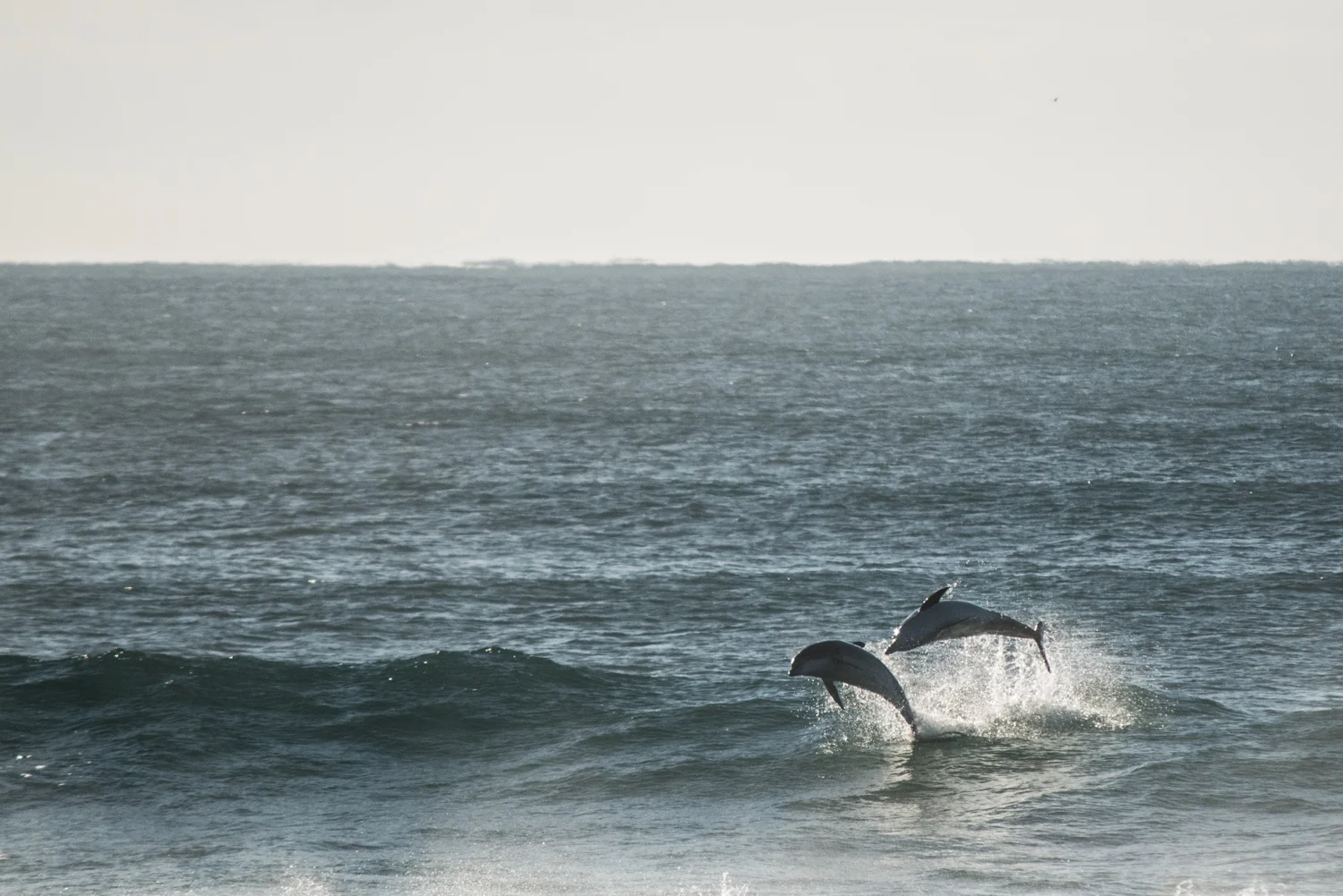 DSC_0969.jpg