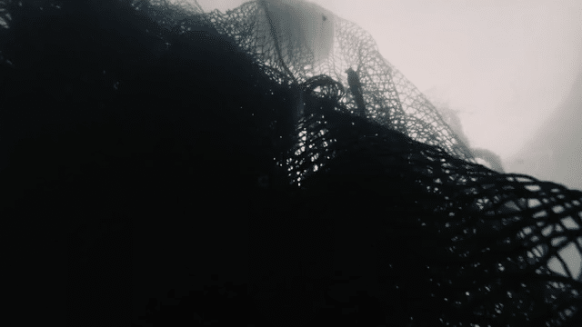 Ocean's Real Predator-low copy.gif