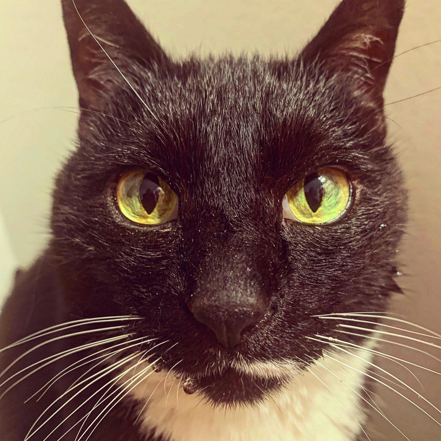 Little One is enjoying her caturday with her face covered in water from playing in the sink. She&rsquo;s always such a sweetheart and even though I&rsquo;ve been working a lot lately, she always comes running to greet me when I get home and immediate