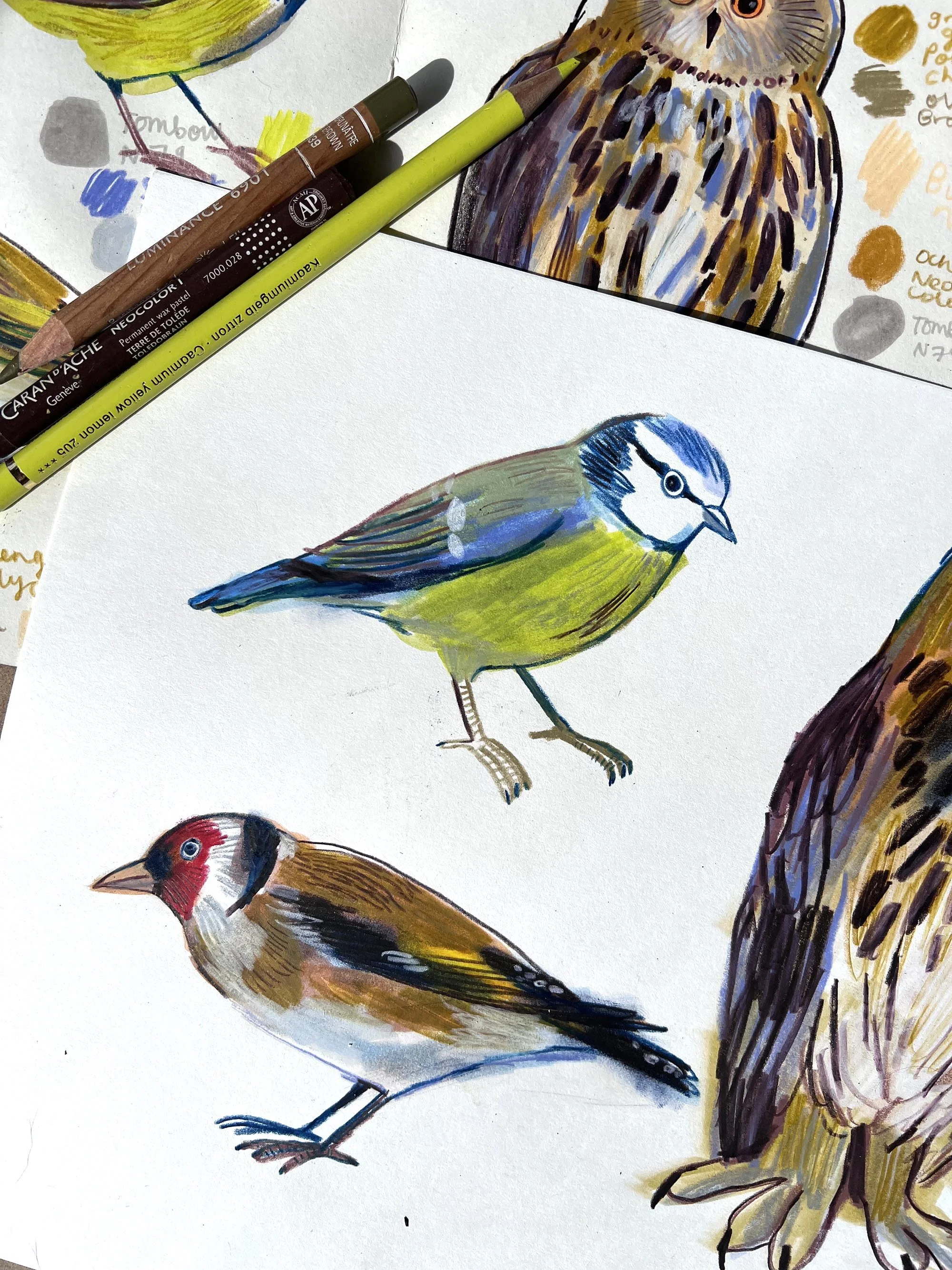 EmmaCarlisle_Bluetit_web.jpg