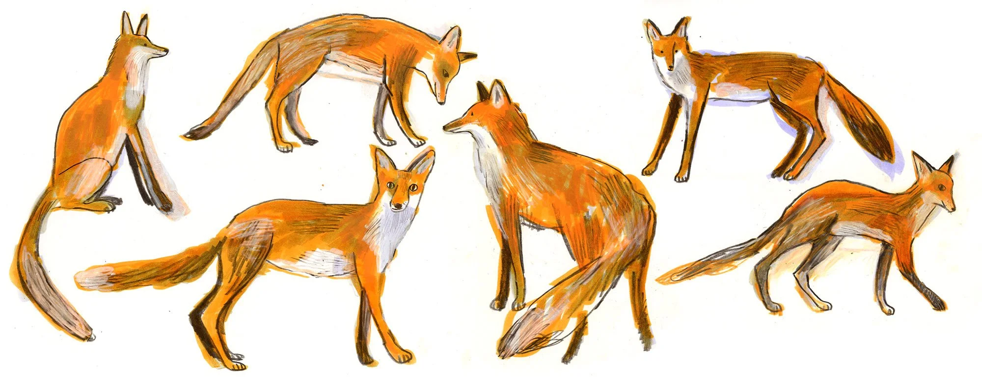 EmmaCarlisle_Foxes_web2.jpg
