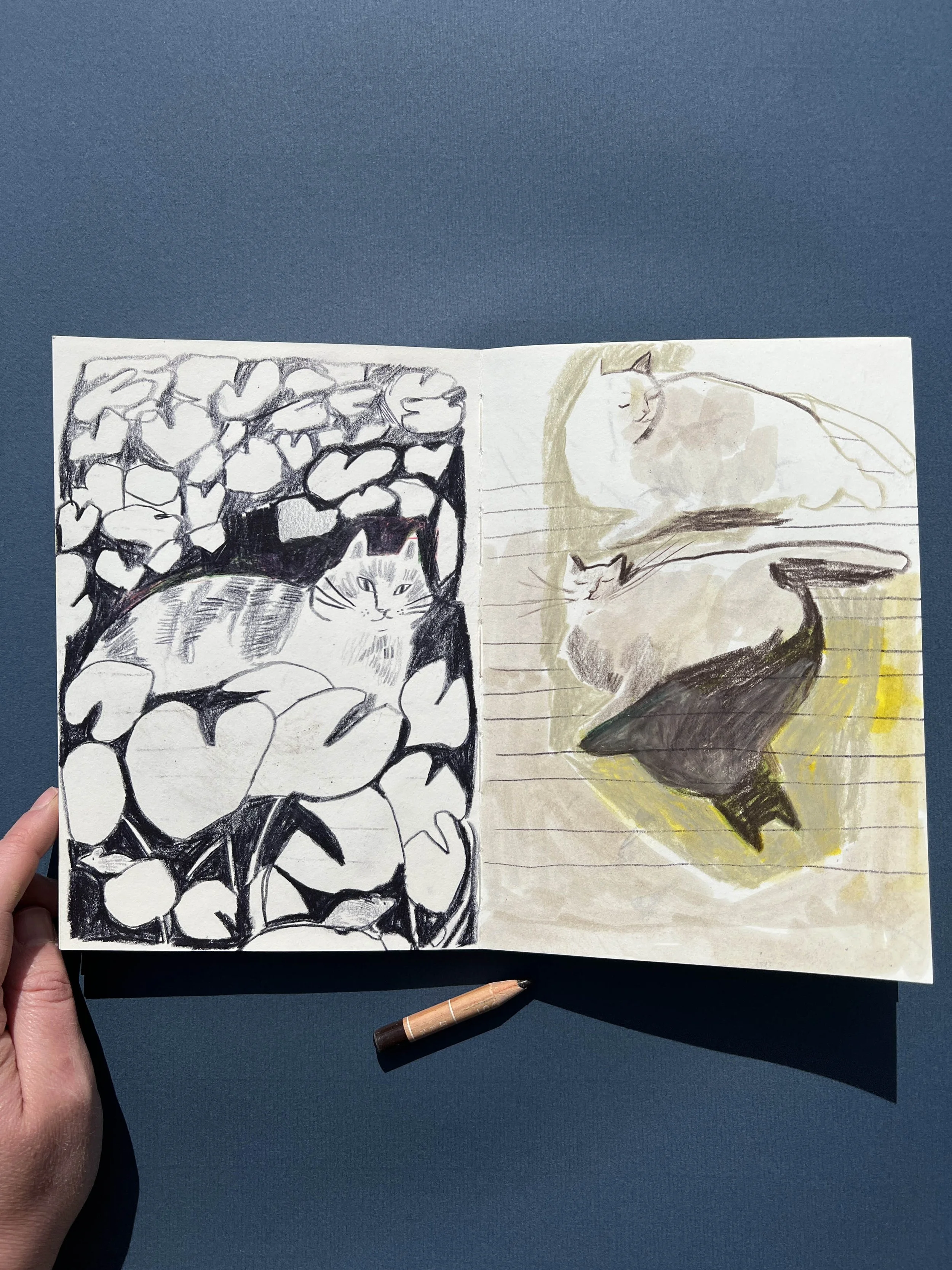 EmmaCarlisle_catsketchbook_web.jpg