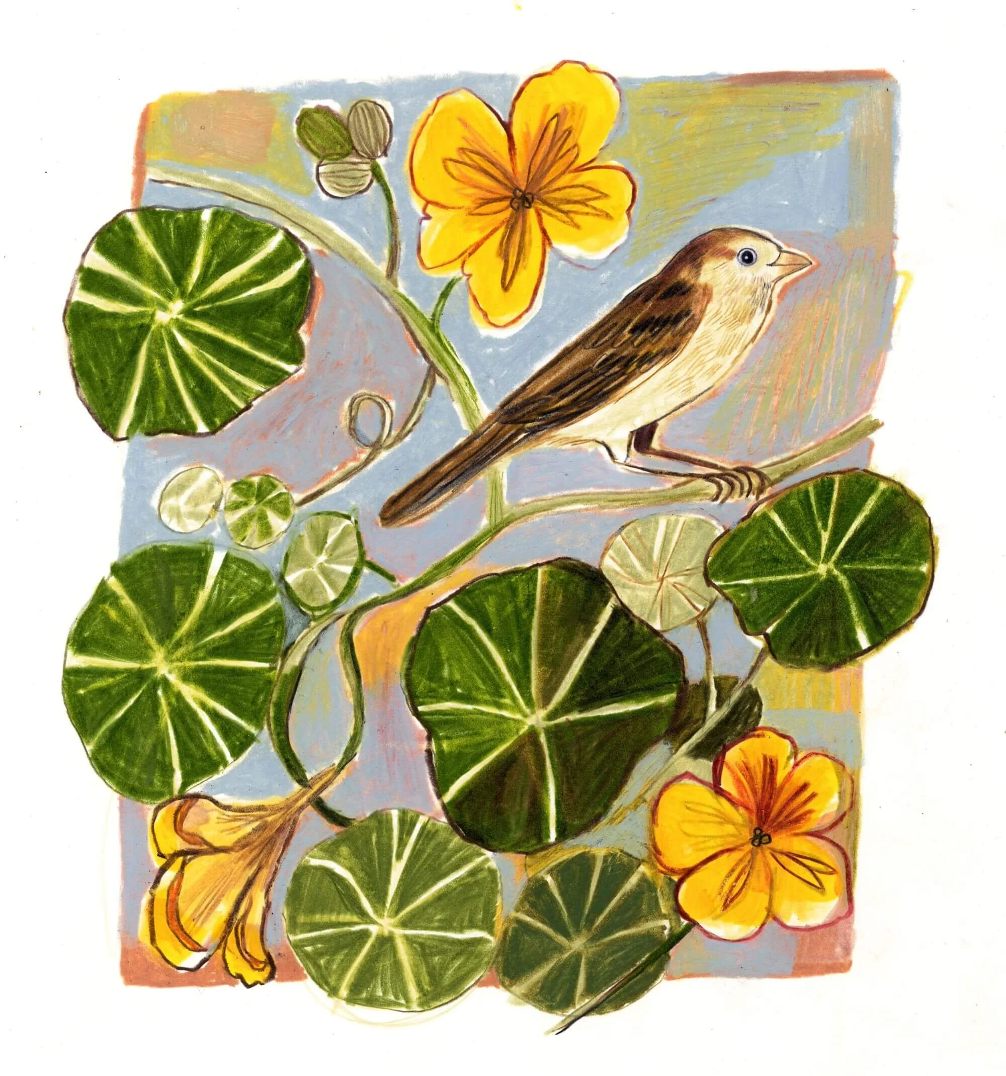 EmmaCarlisle_Birdandnasturtium_web(1) 2.jpg