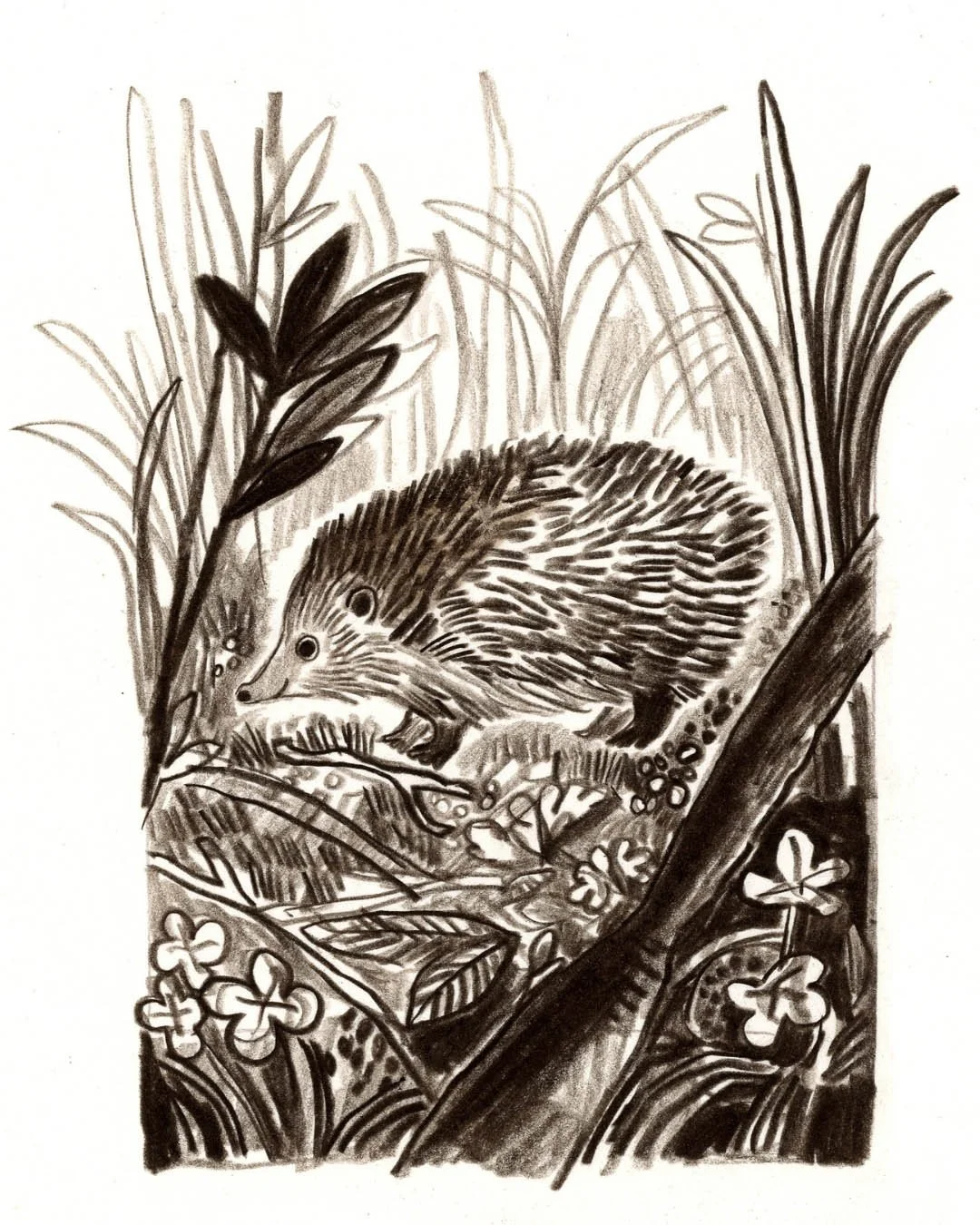 EmmaCarlisle_Hedgehog_Web.jpg