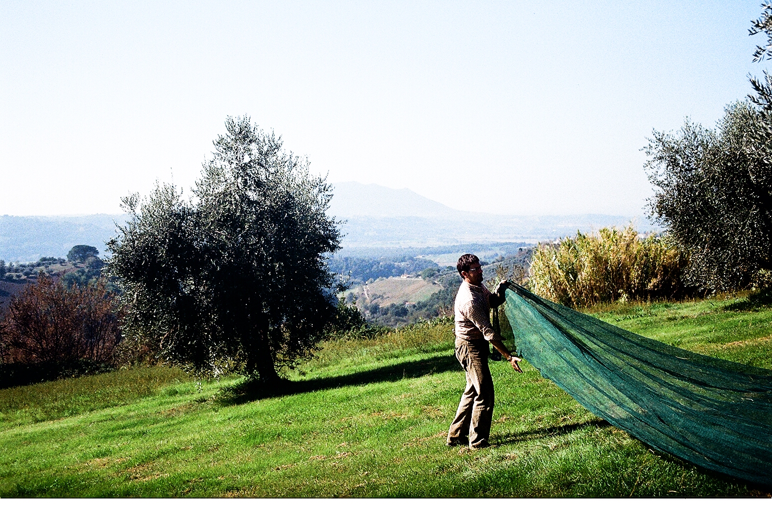 Olive net.JPG