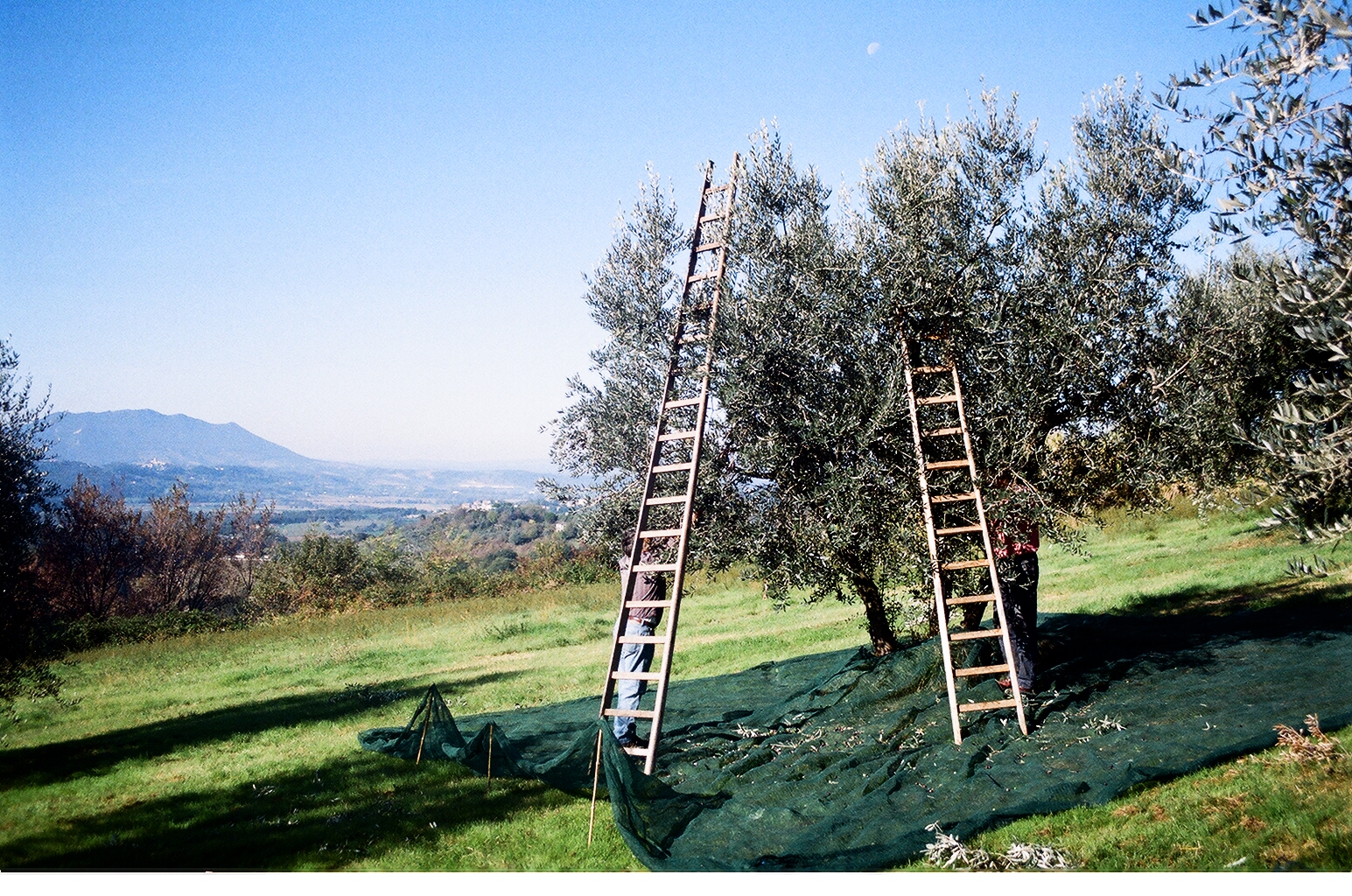 ladders & Soratte '10.JPG