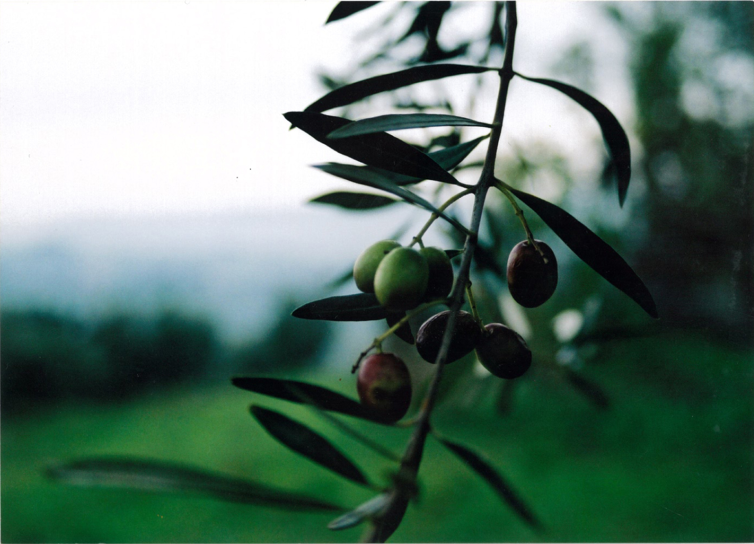 Olives1 copy.jpg