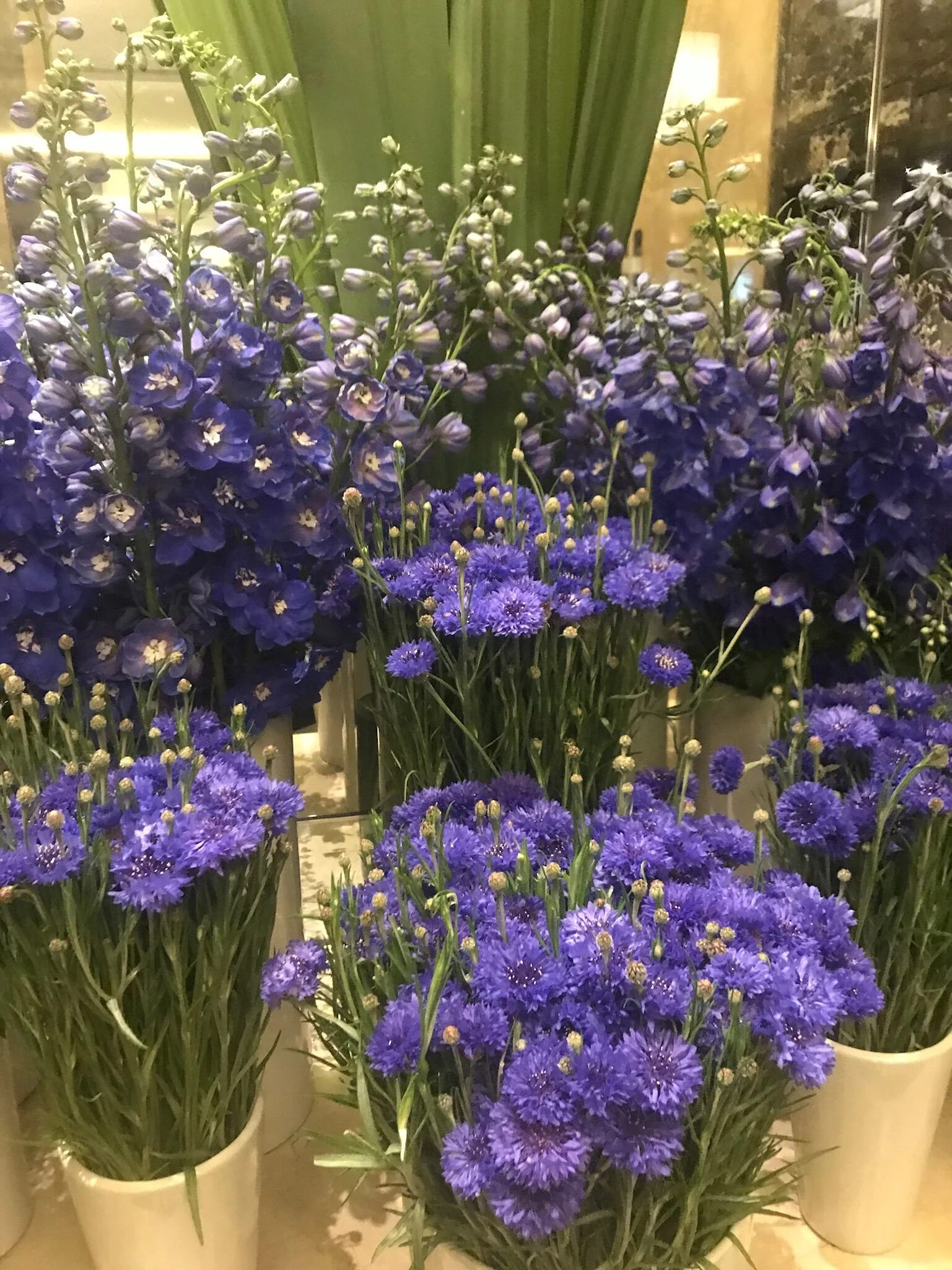 Cornflowers at Derby Day 2017.jpeg