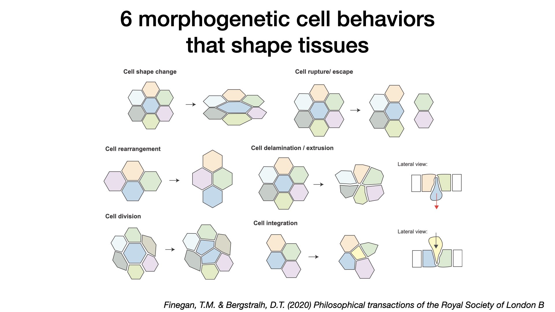 cellbehaviors.001.jpeg