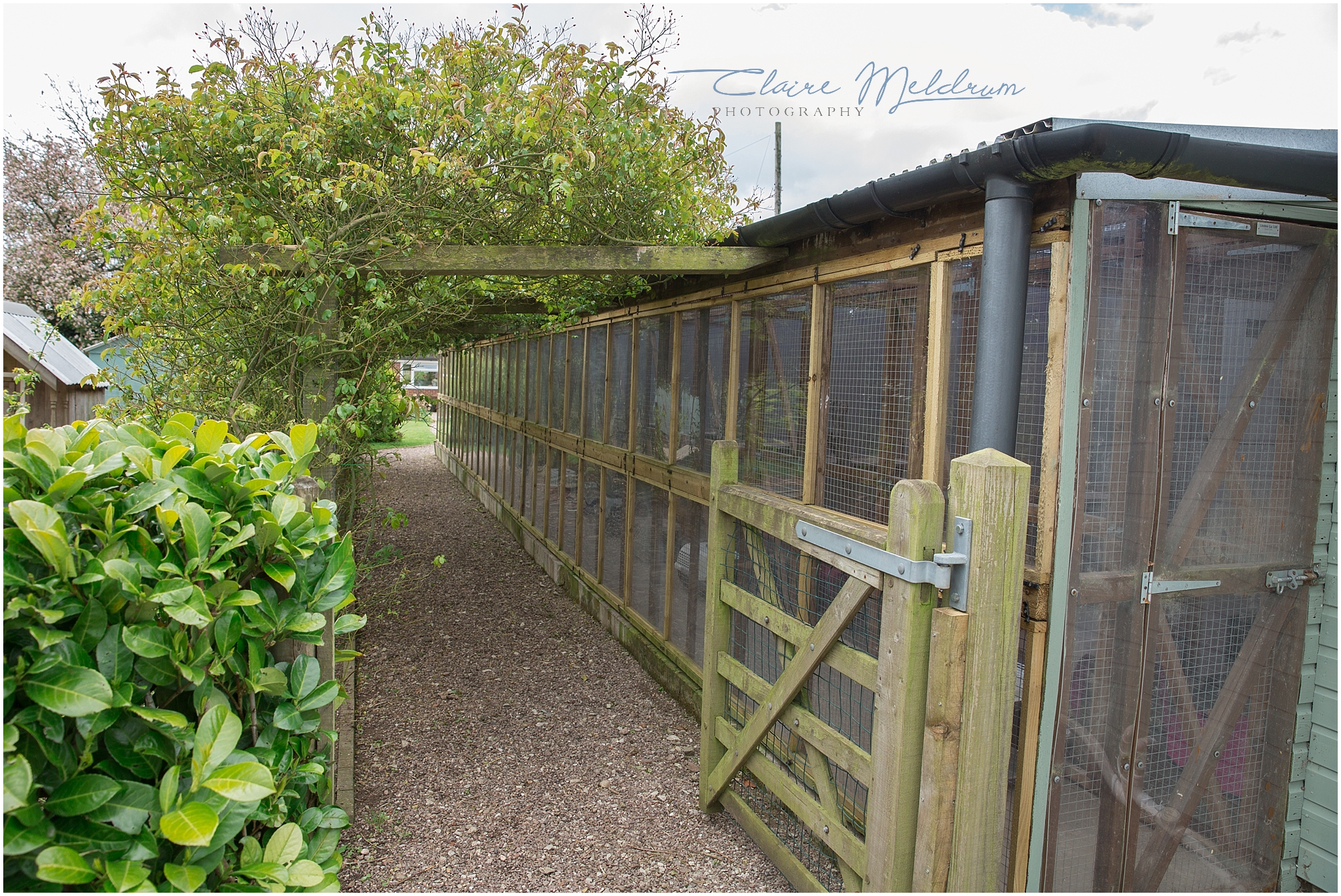 The view from the back of the cattery. 