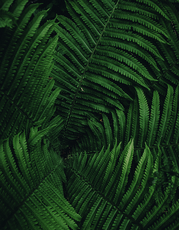 O maravilhoso mundo da natureza