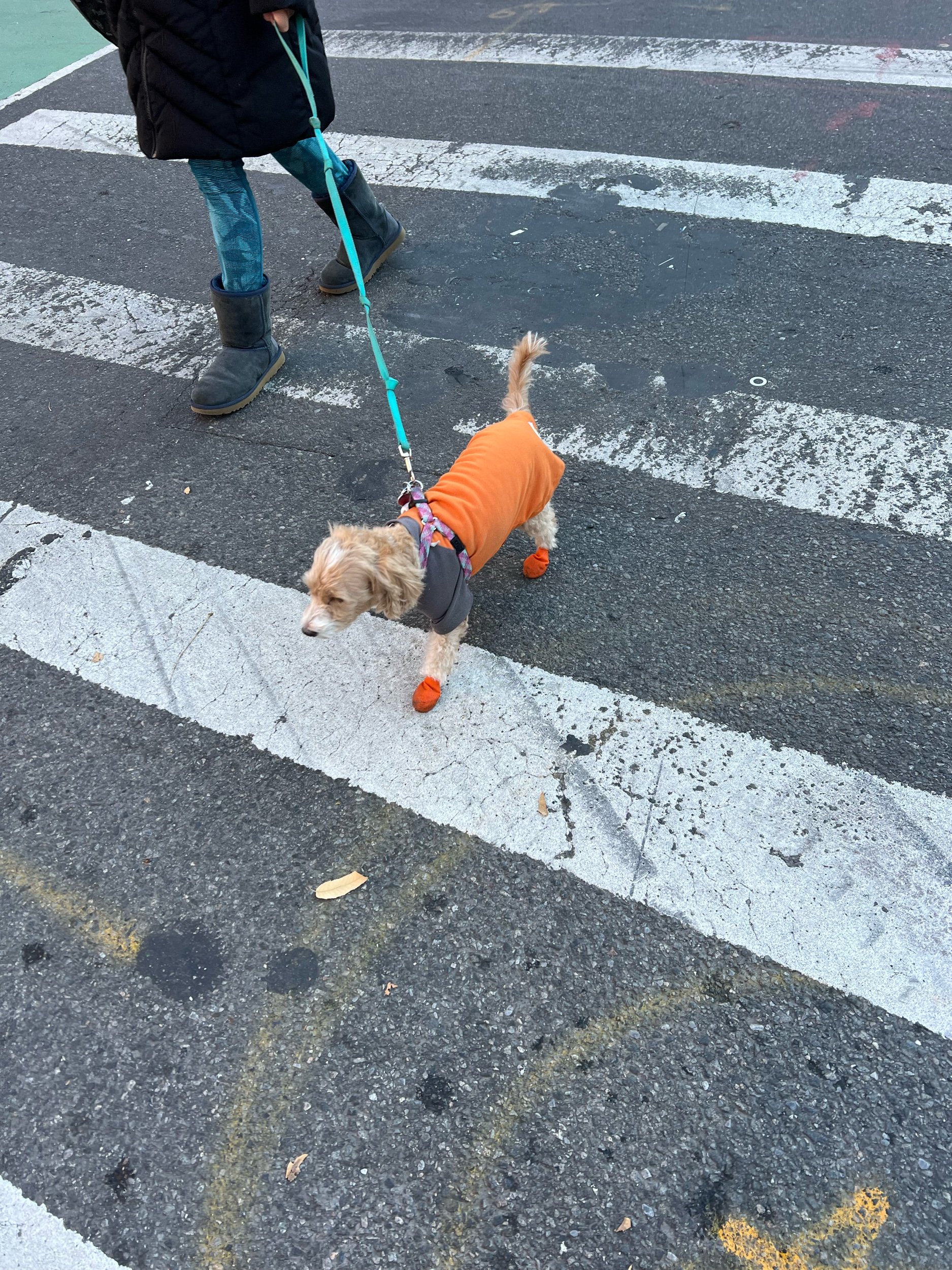 IMG_2045.jpeg