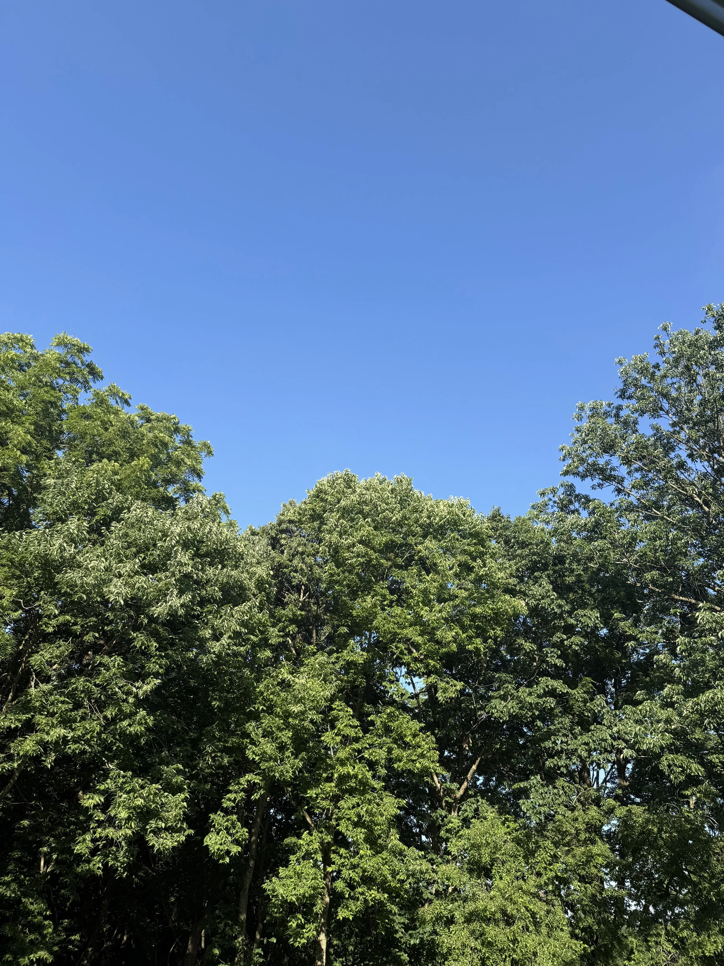IMG_9188.jpeg
