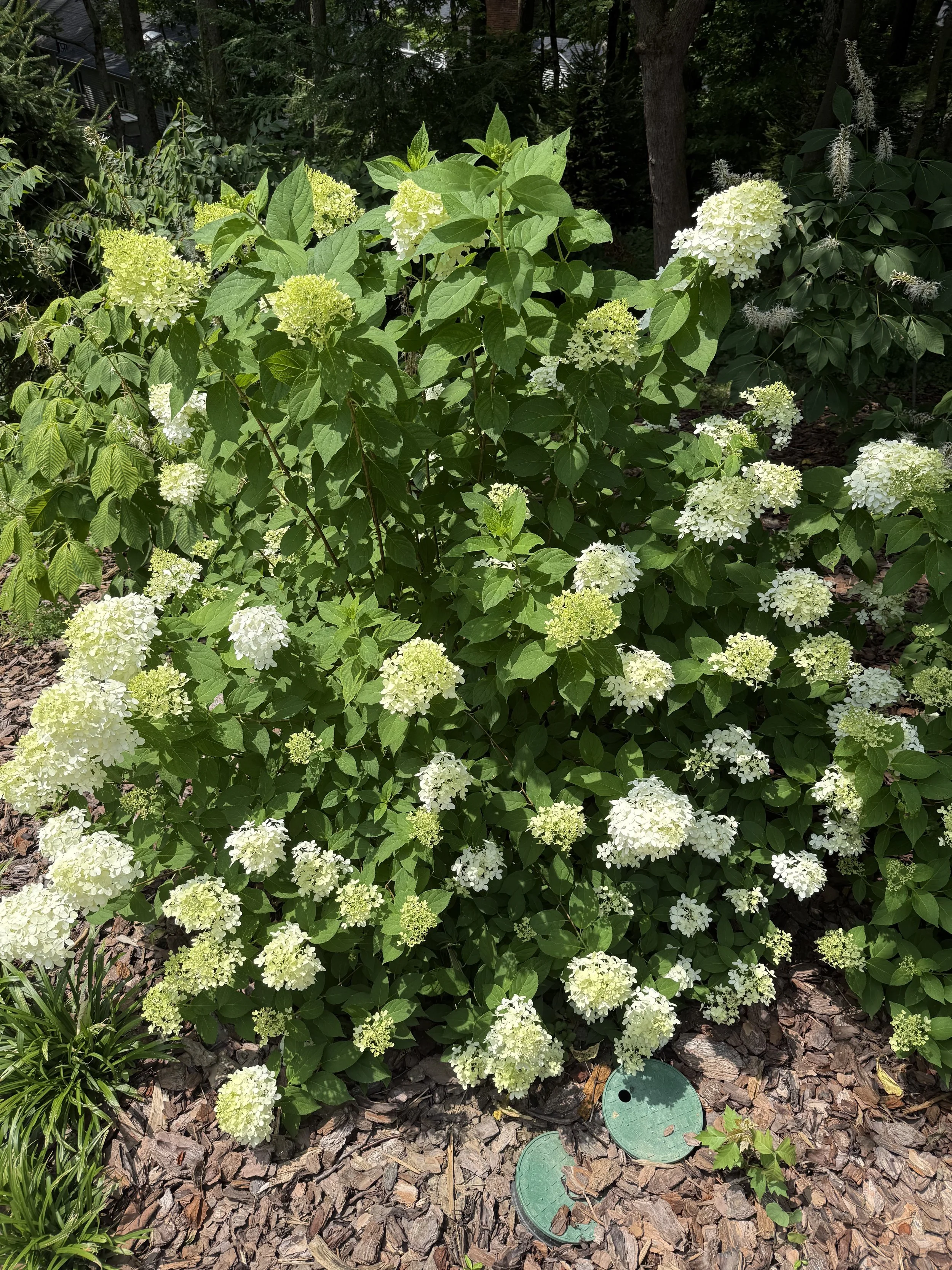 IMG_0266.jpeg