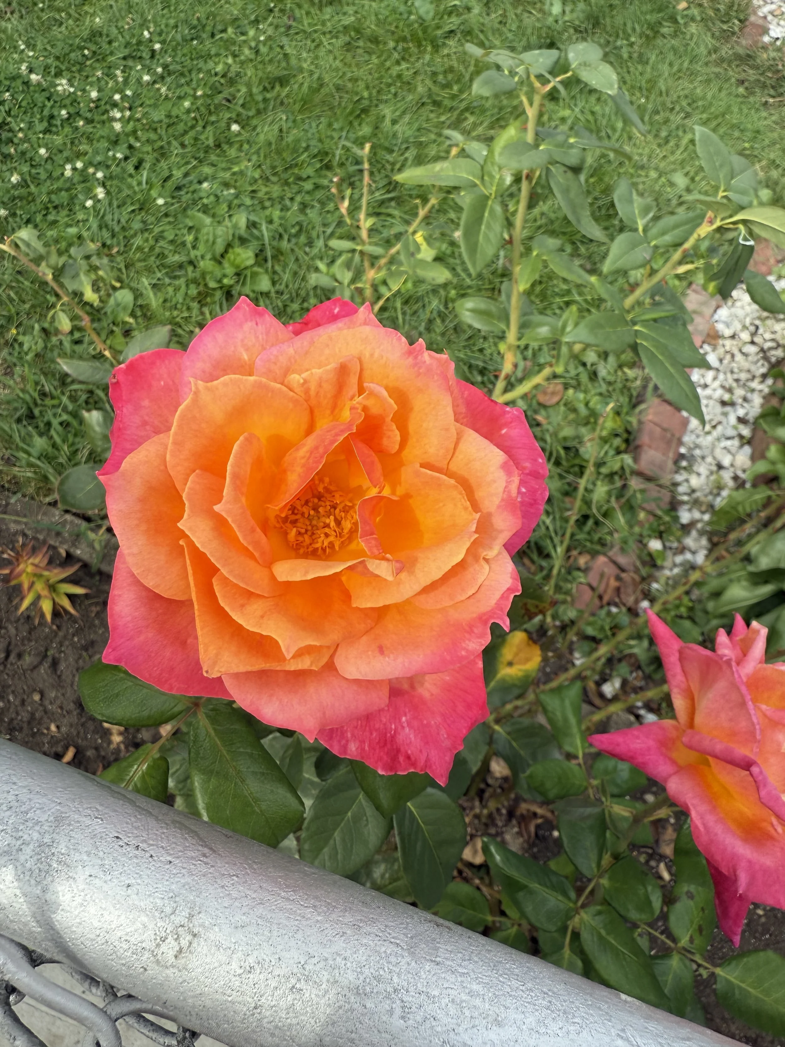 IMG_4533.jpeg