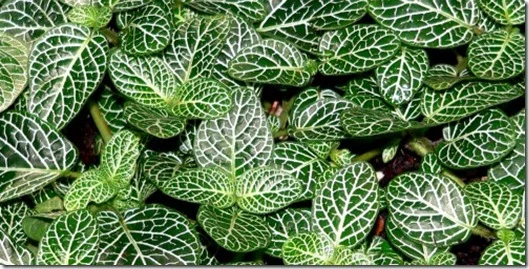 Fittonia-Lace-Leaf-Plant_thumb.jpg