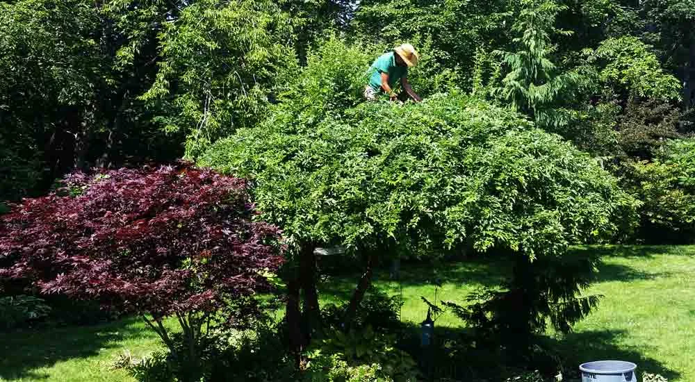 During Pruning