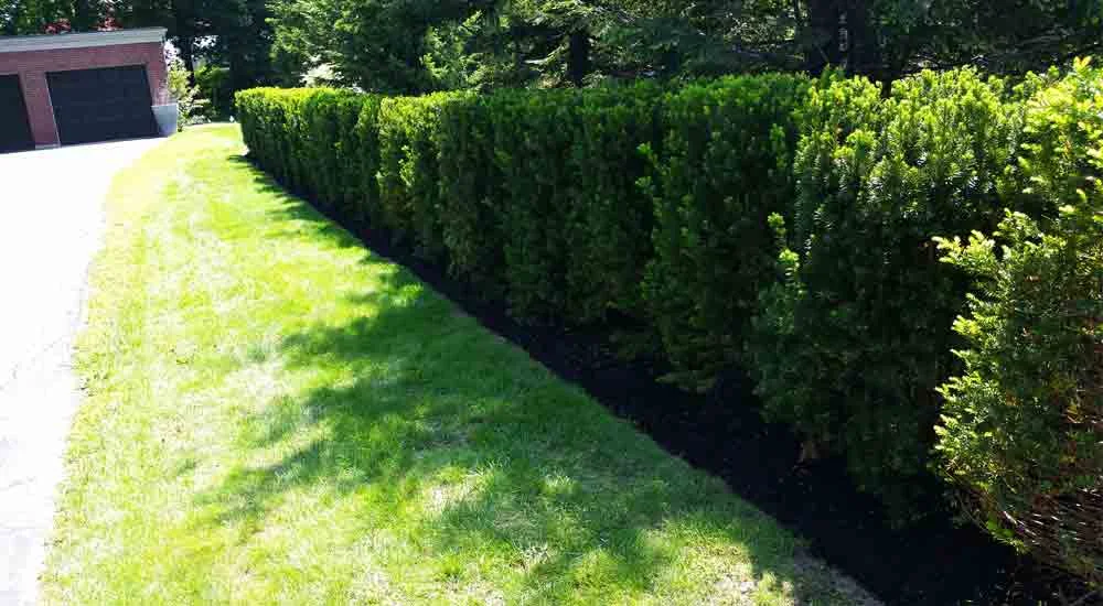 Hedge Planting After