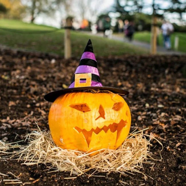Pumpkin at Horniman Halloween Fair