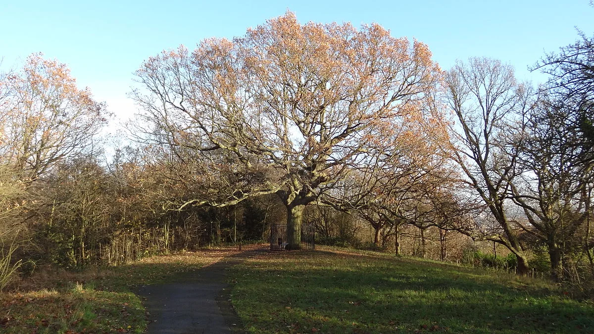 One Tree Hill